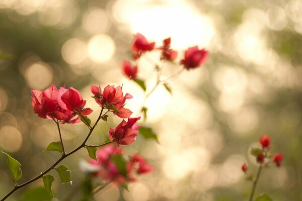 Zarte Blüten der untergehenden Sonne