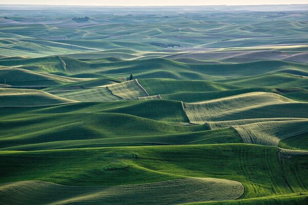 Panorama de la nature dans les tons verts