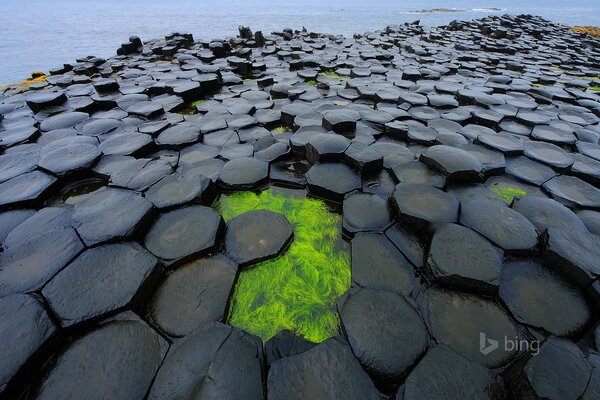 die Nordsee. Grünalgen. Kaltes Wasser