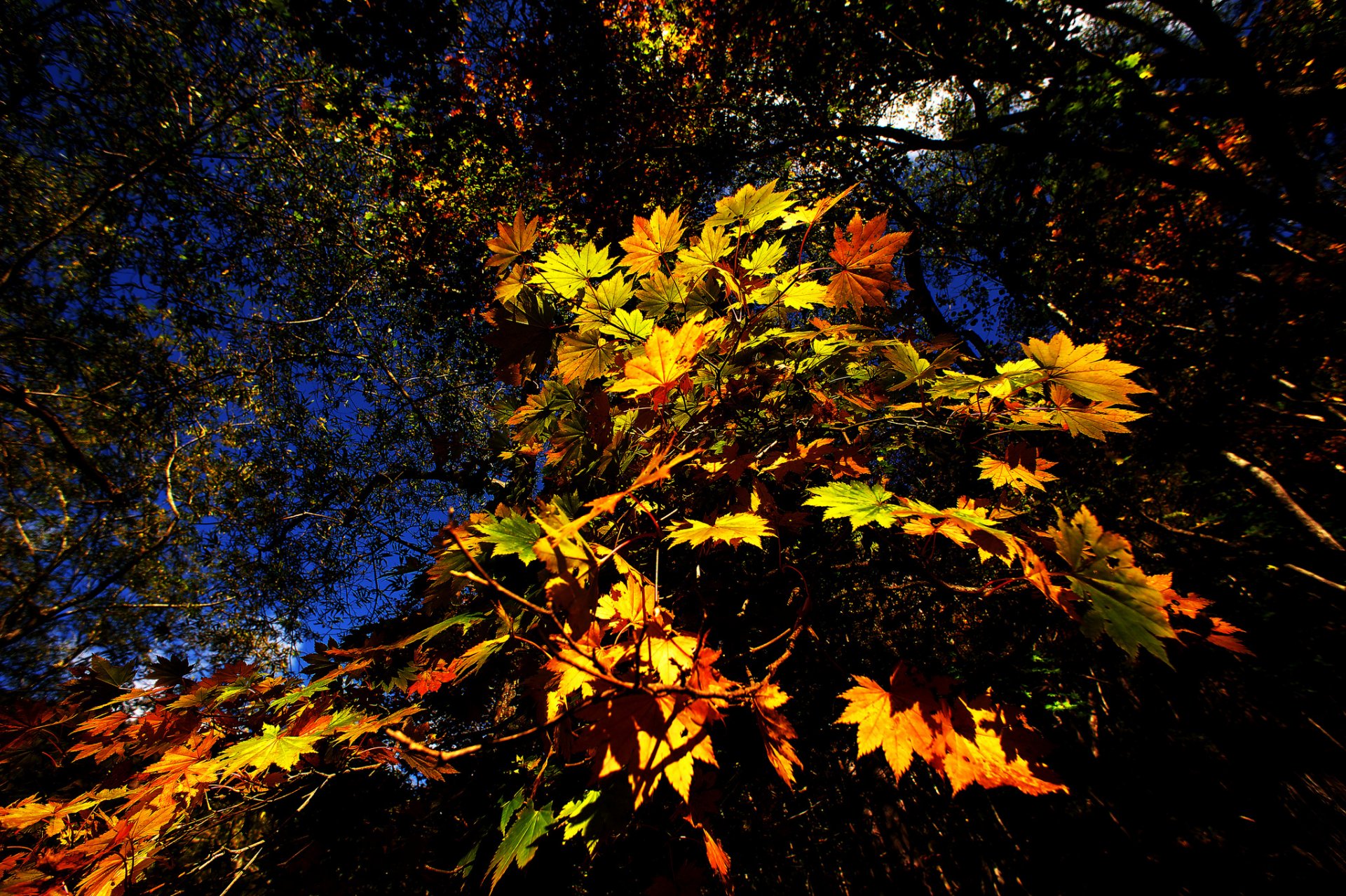 árboles ramas hojas otoño