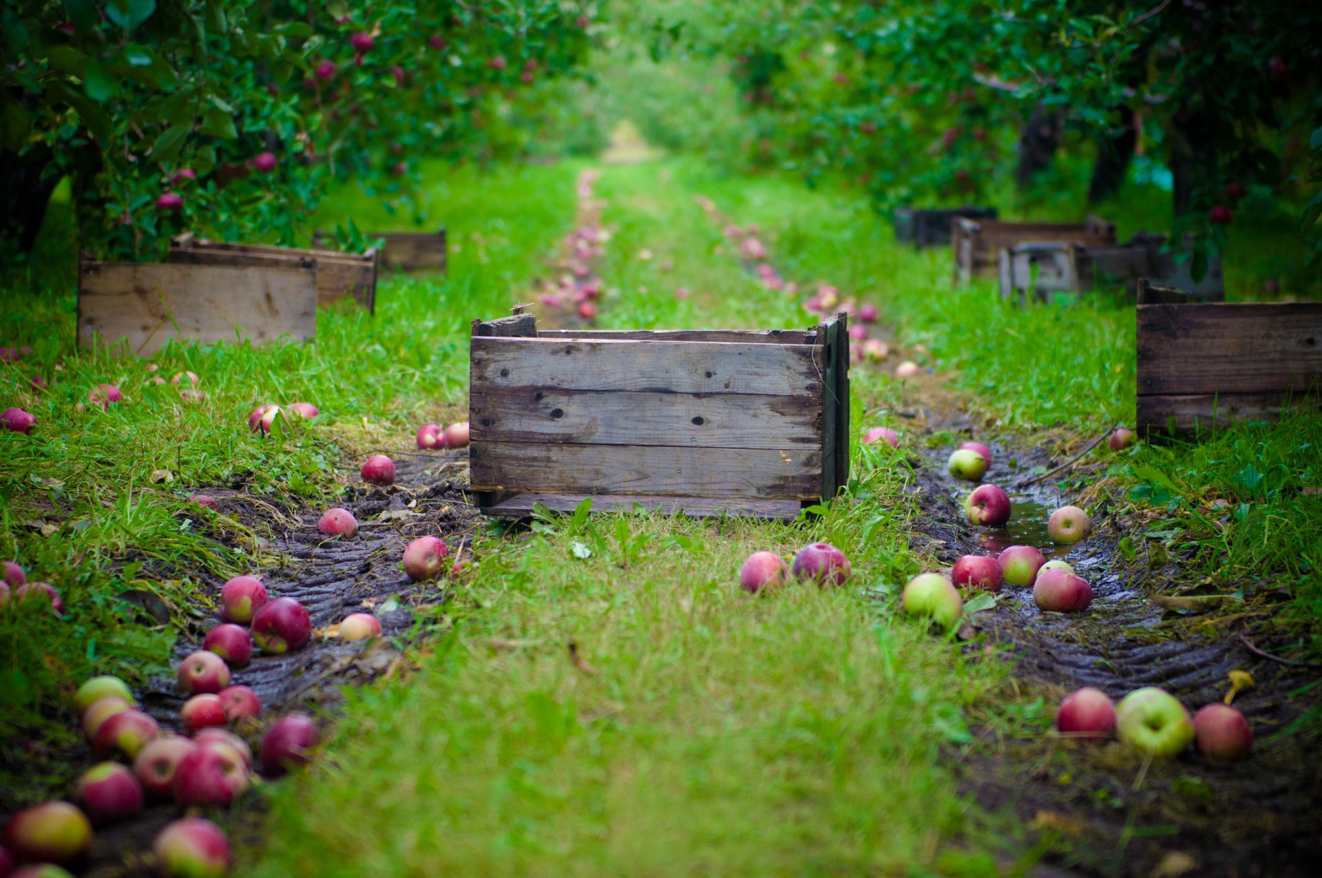 apples supplies vintage collection