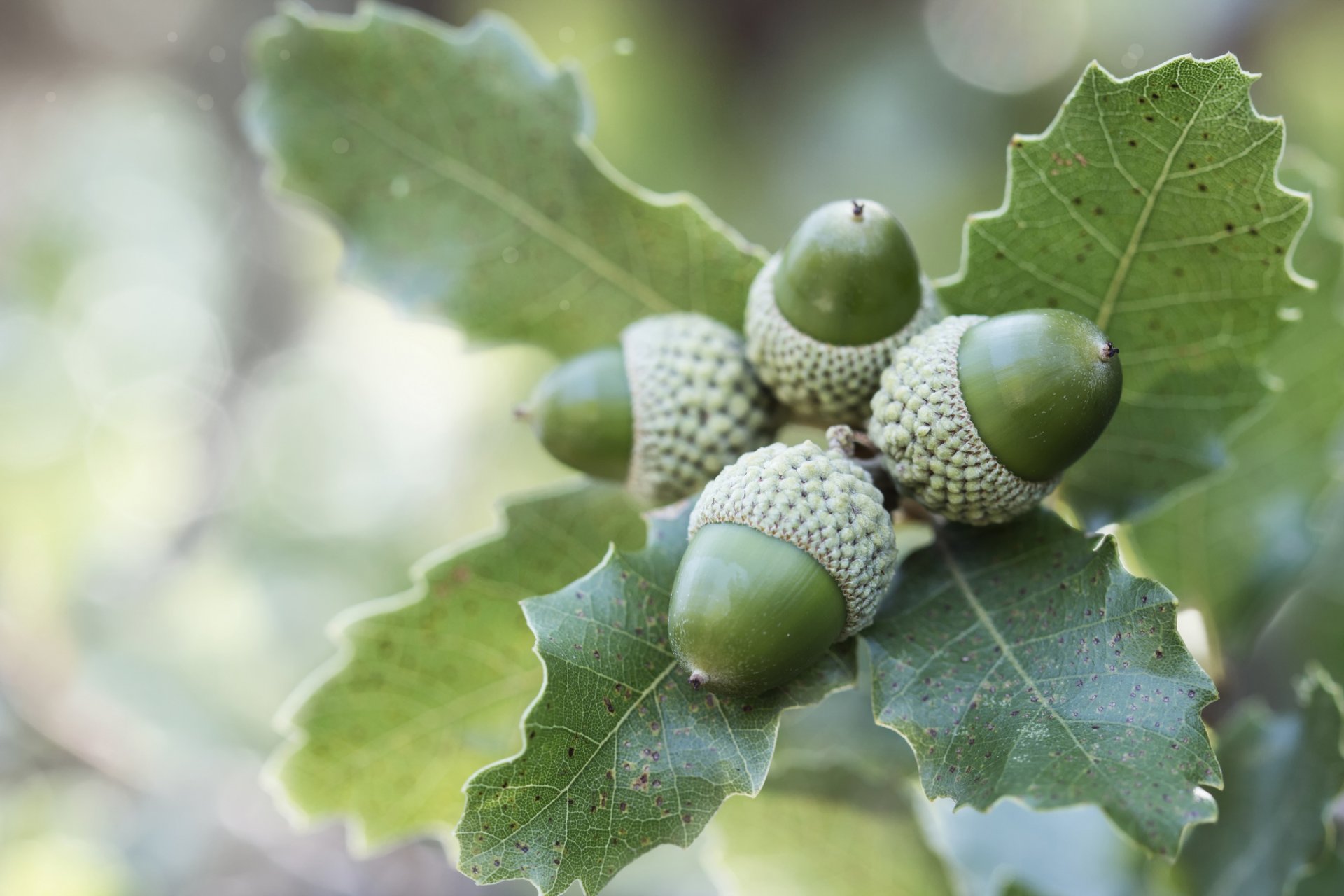 branche feuilles fruits glands