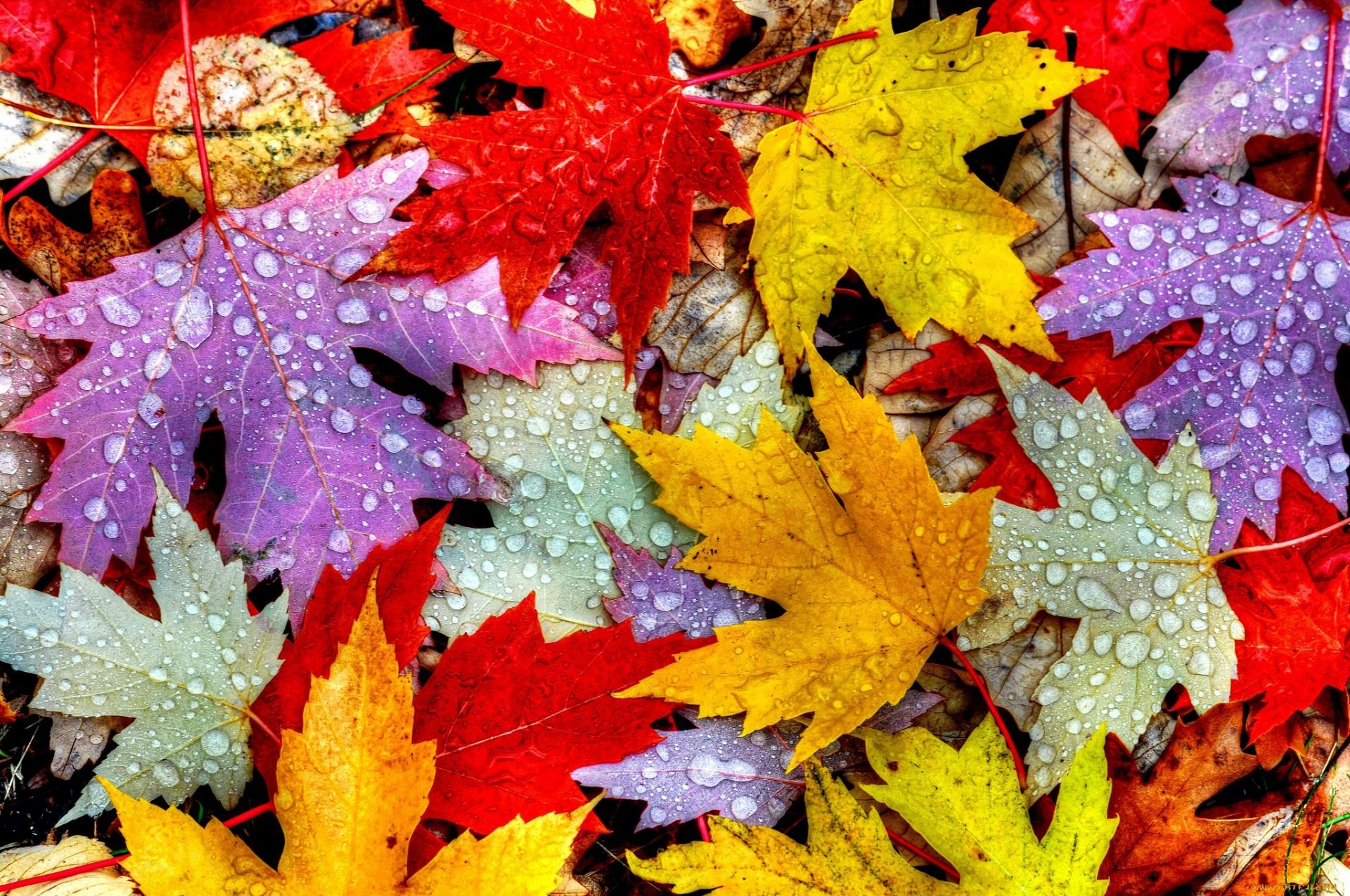 hojas otoño gotas agua rocío follaje color macro