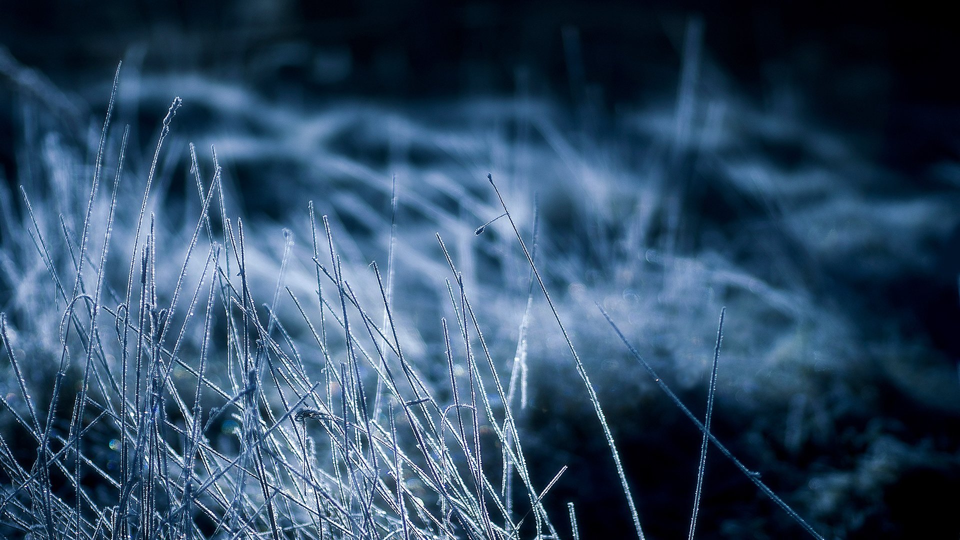 night grass dry frost cool