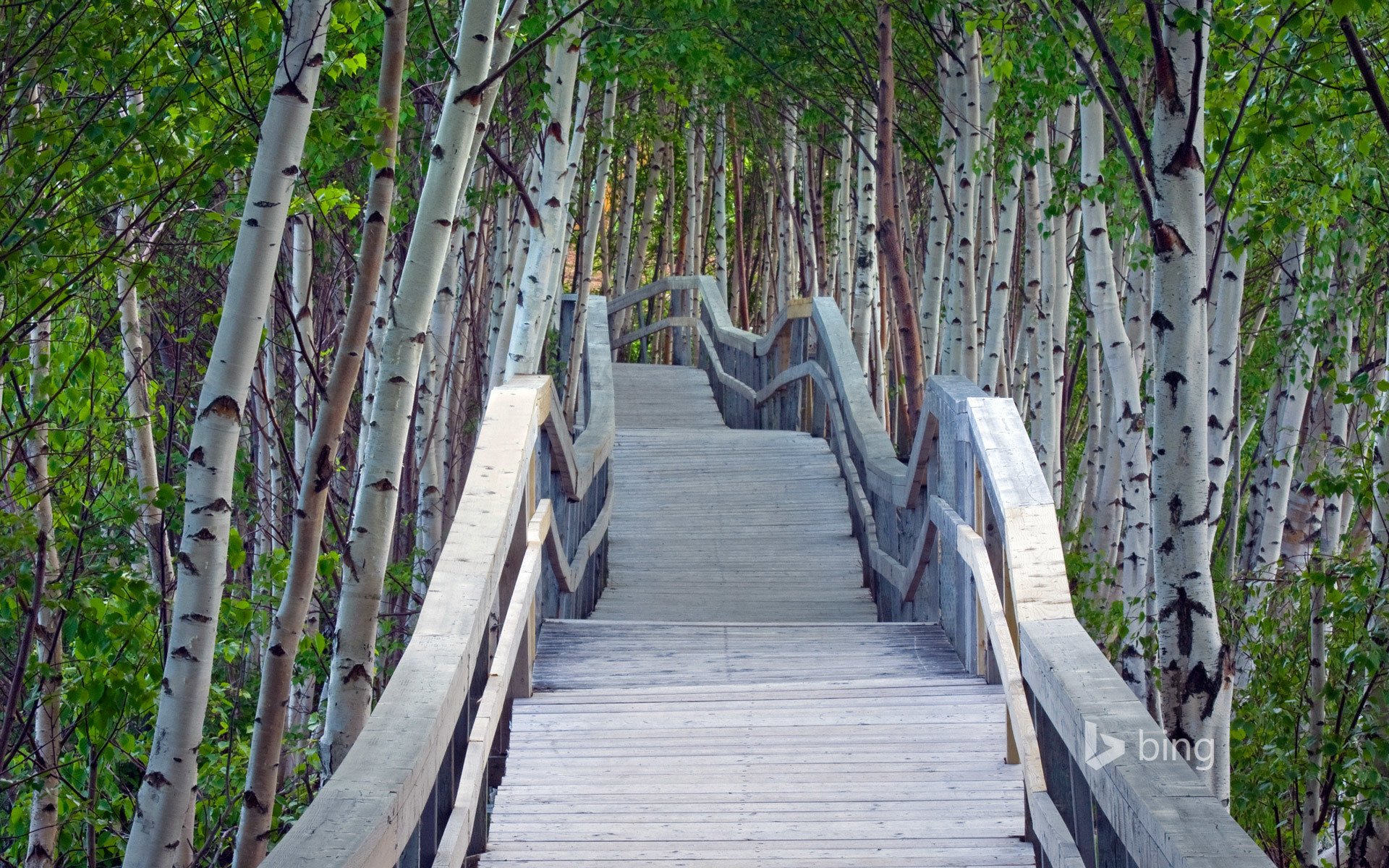 trees birches bridge bridge railing perspective leaves greenery summer