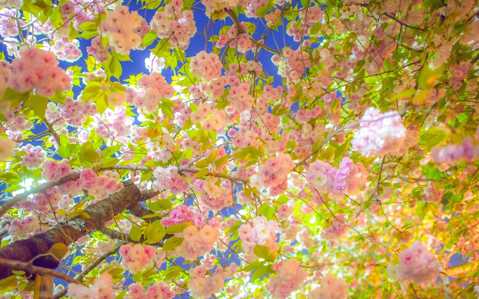 sakura cerezo árbol floración primavera ramas