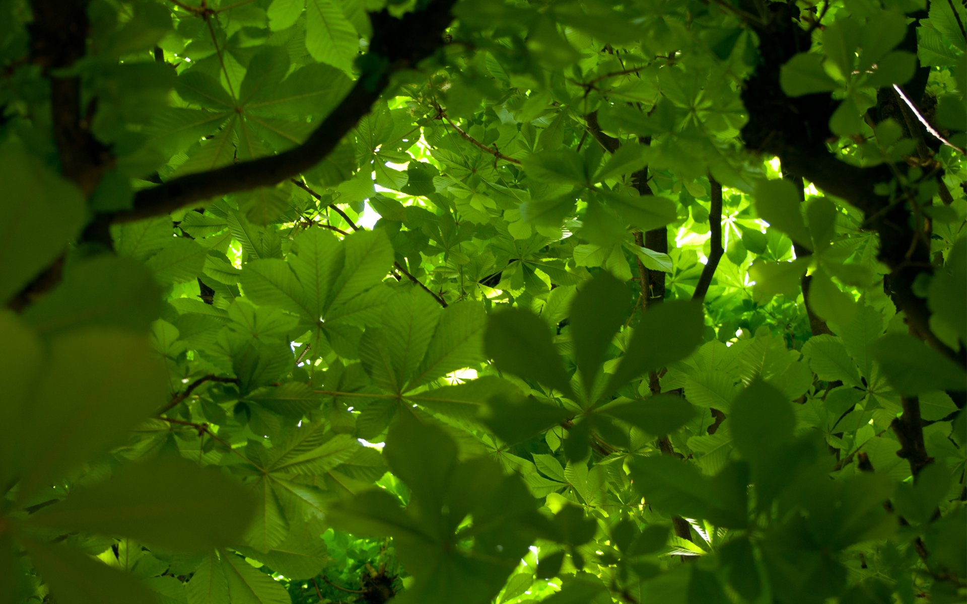 foglie verde albero corona castagno rami