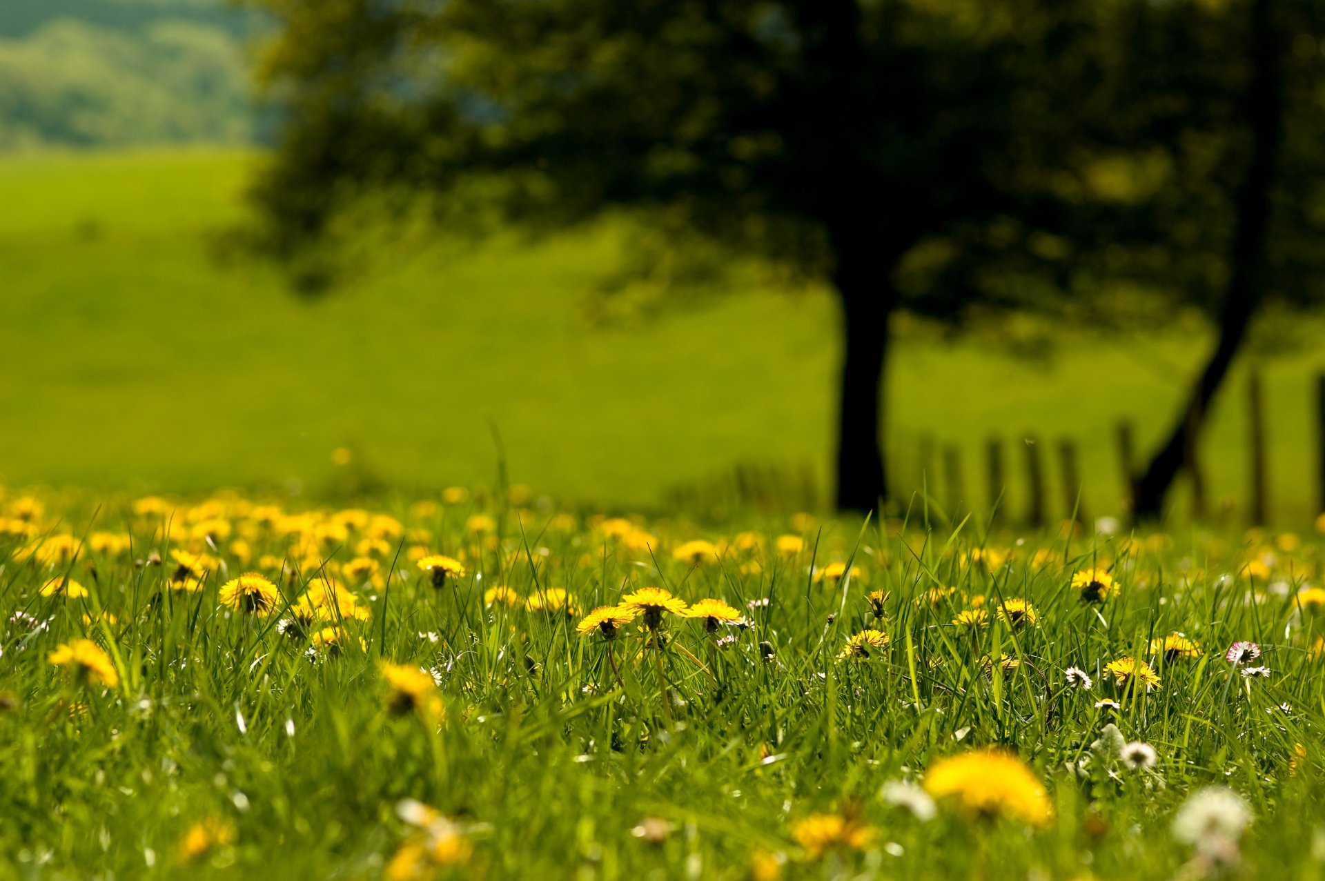 nature herbe pissenlits verdure