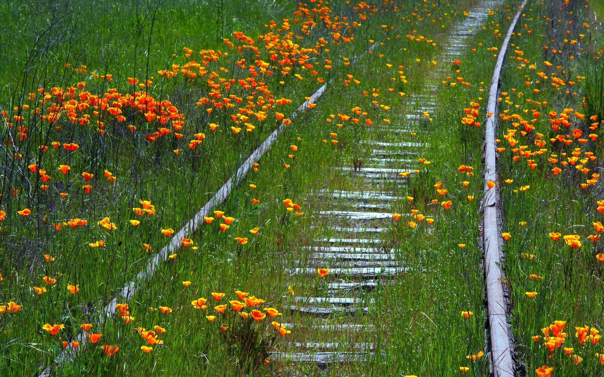 flower railroad summer nature