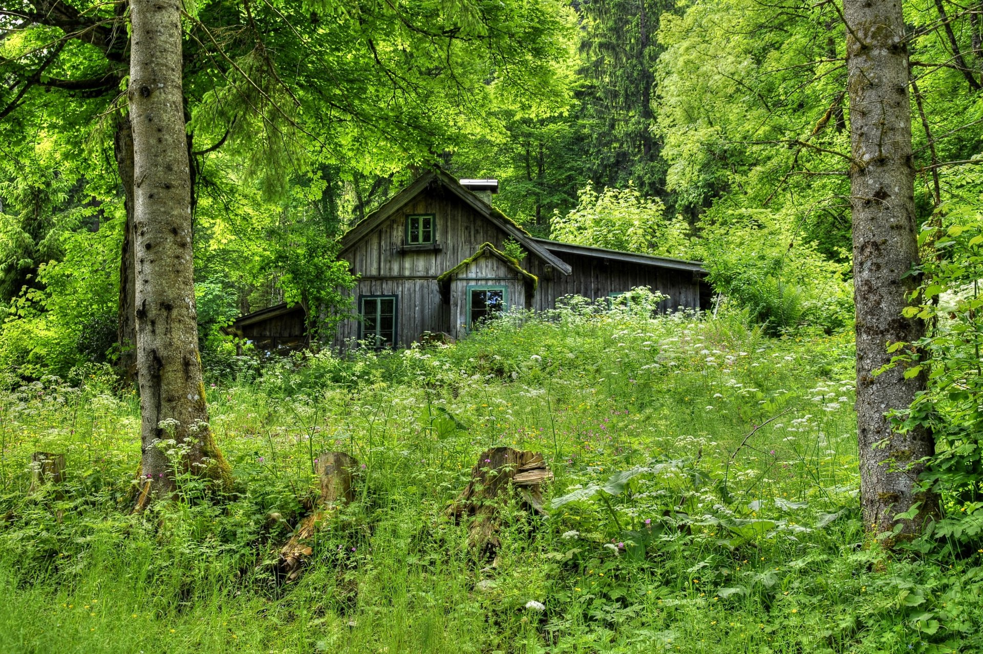 forêt arbres herbe maison cabane vieux en bois