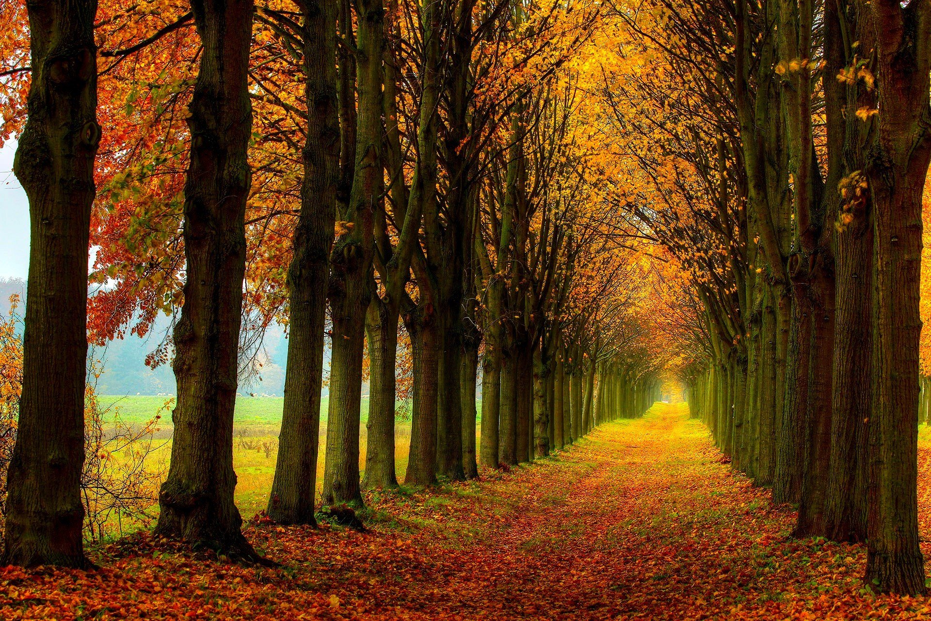 natura foresta campo alberi foglie colorato strada autunno caduta colori passeggiata