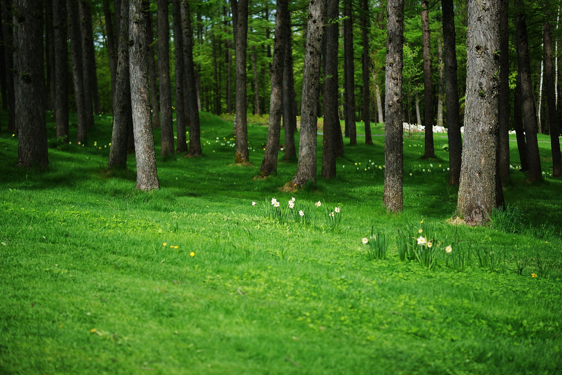 foresta fiori radura narcisi dente di leone alberi tronchi