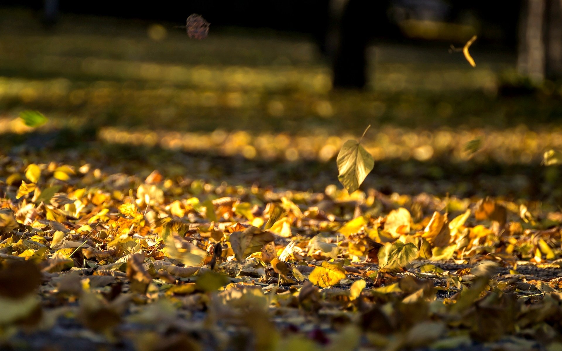 natura foglie foglioline foglie autunno foglie gialle sfondo carta da parati widescreen schermo intero widescreen widescreen