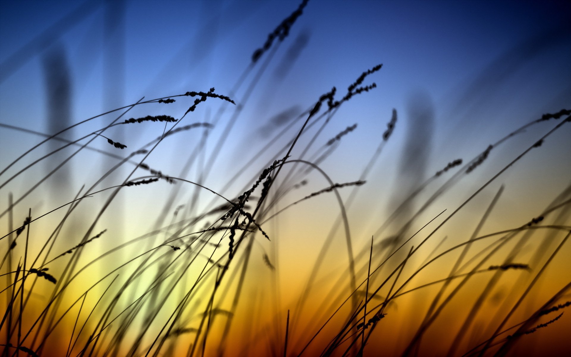 unset grass background