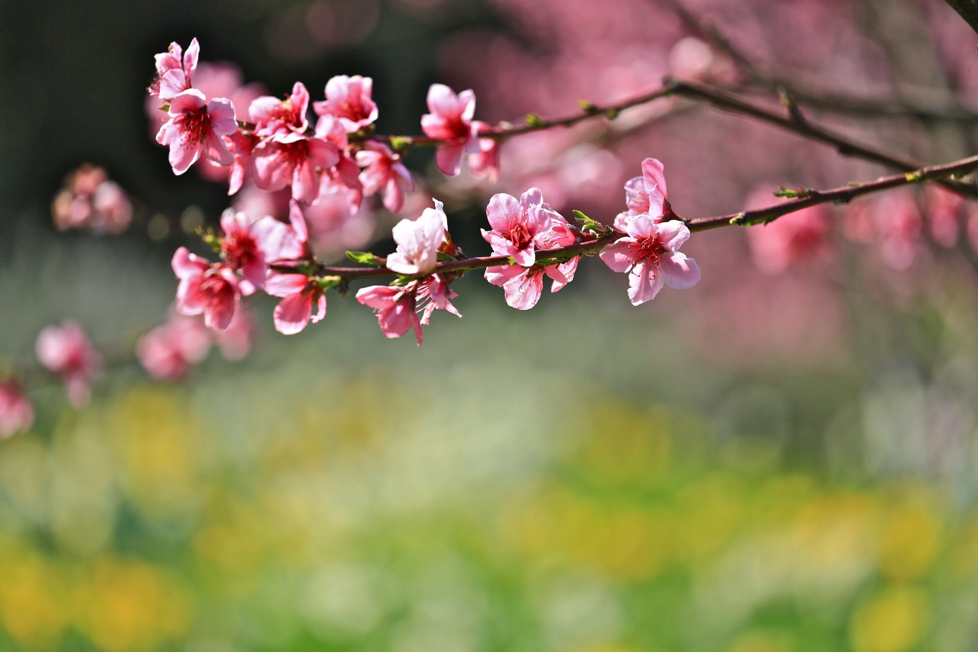 printemps branches fleurs sakura fond flou