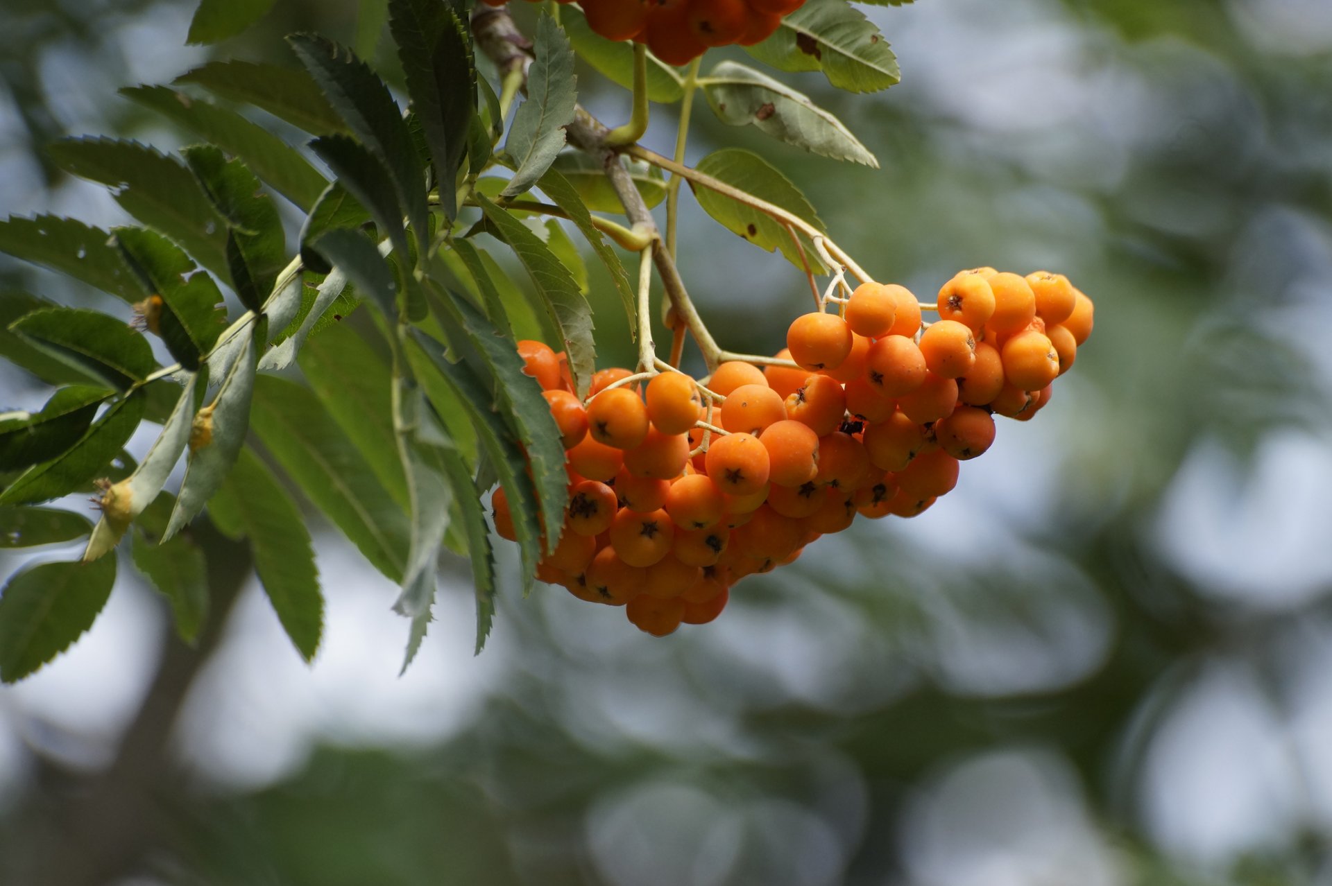 zweig blätter bündel eberesche blendung herbst