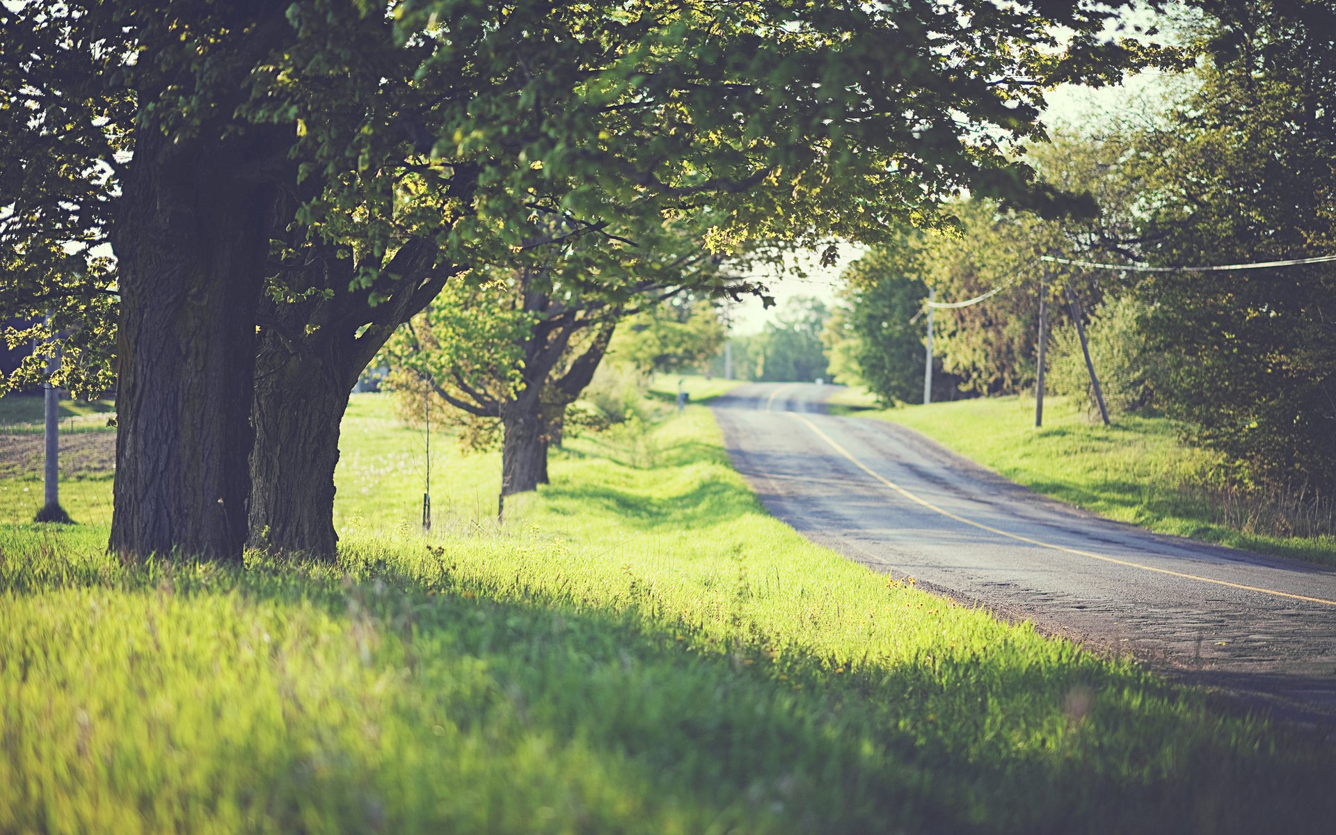 route arbres feuillage herbe verdure humeur