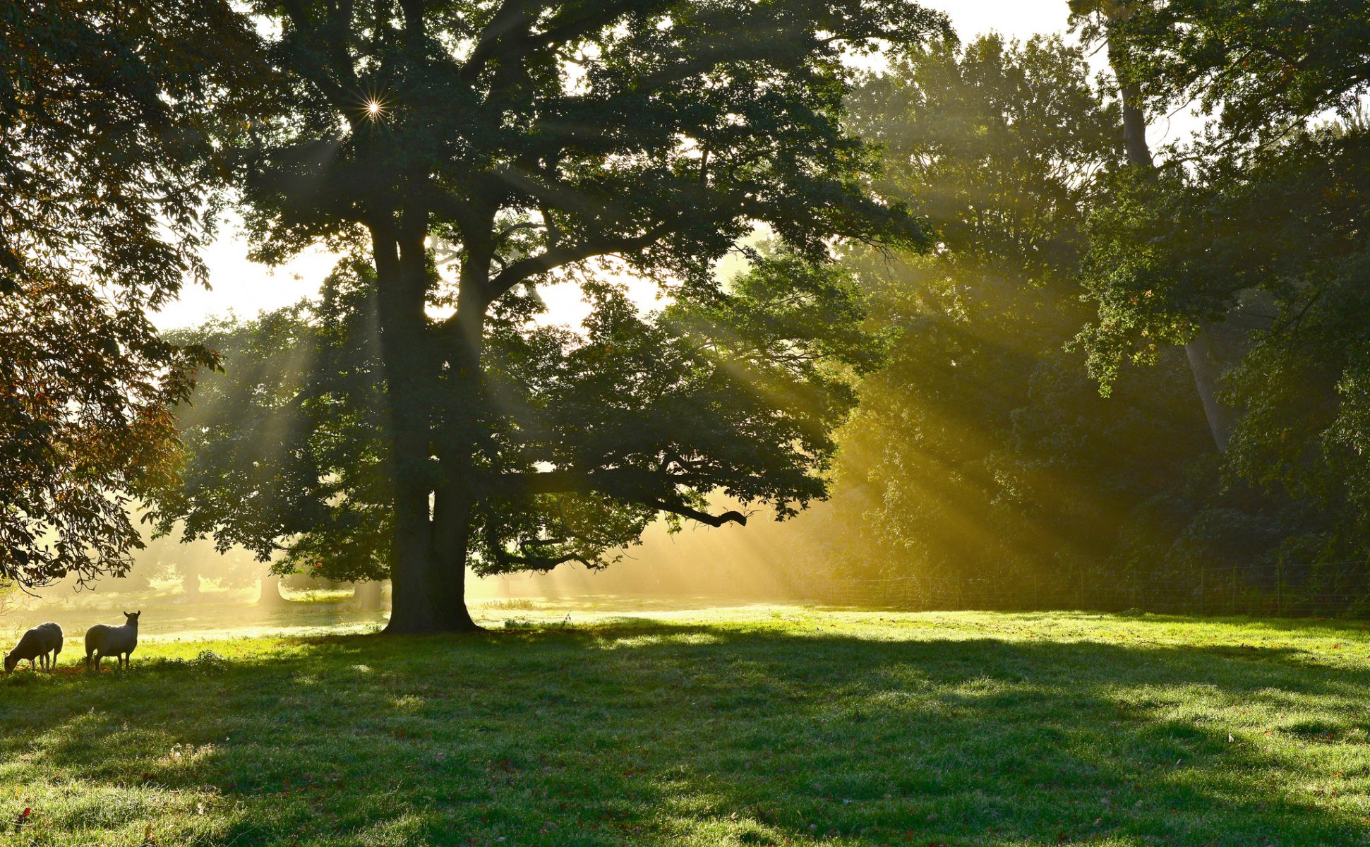 parque árboles árbol rayos sol animales ovejas