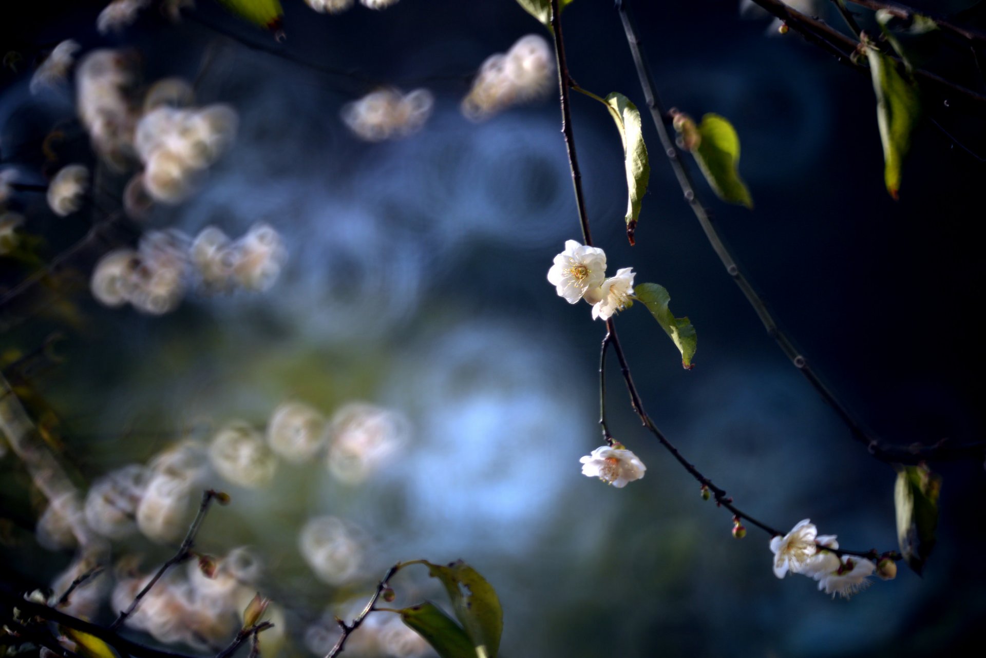 rami foglie fiori prugna fioritura primavera