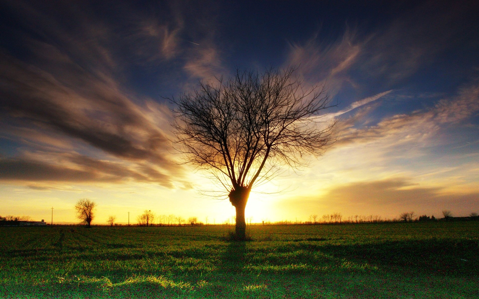 natura albero alberi rami foglie foglioline fogliame erba verde sera sfondo carta da parati widescreen schermo intero widescreen widescreen