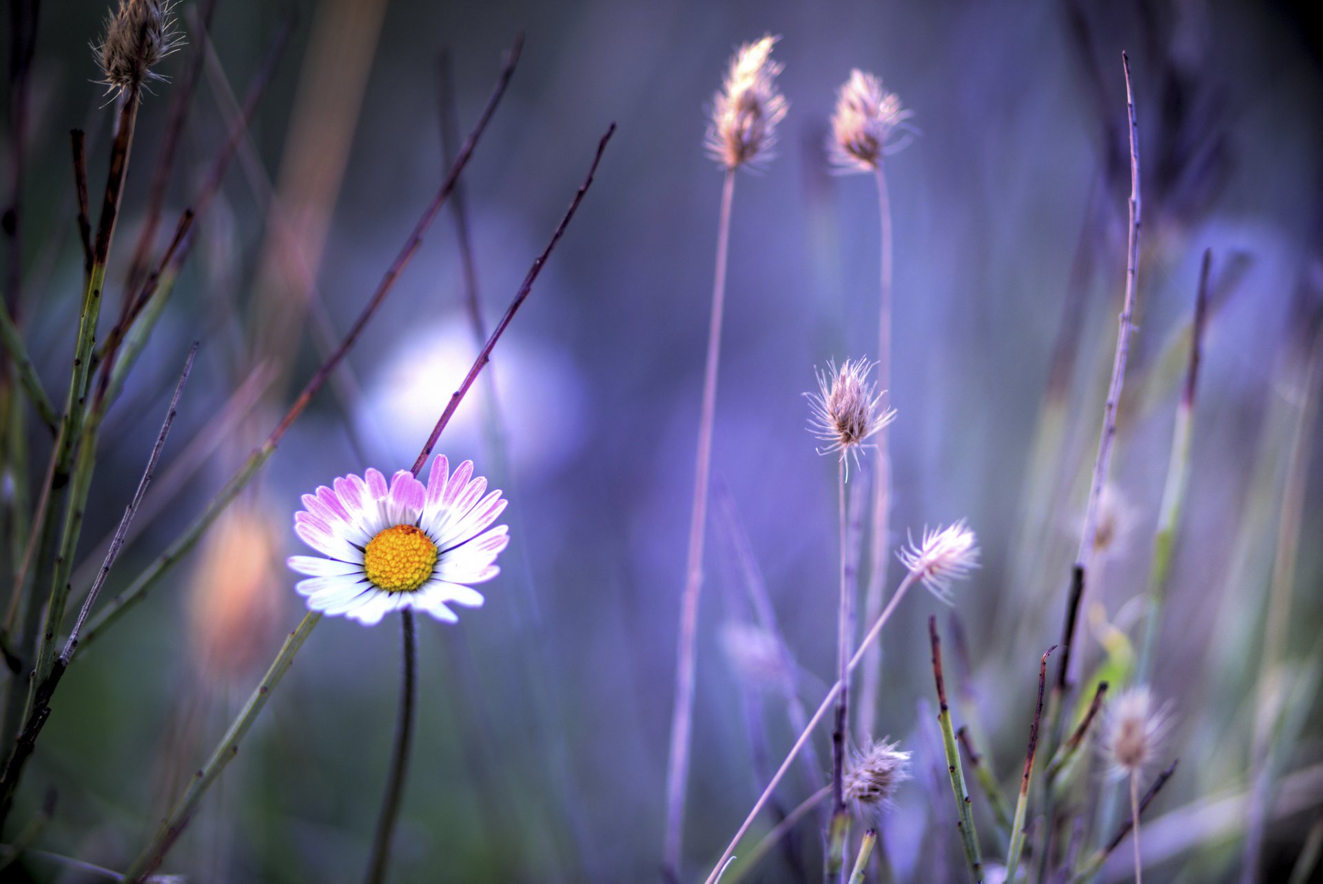 plantes brins d herbe fleur blanc et rose camomille