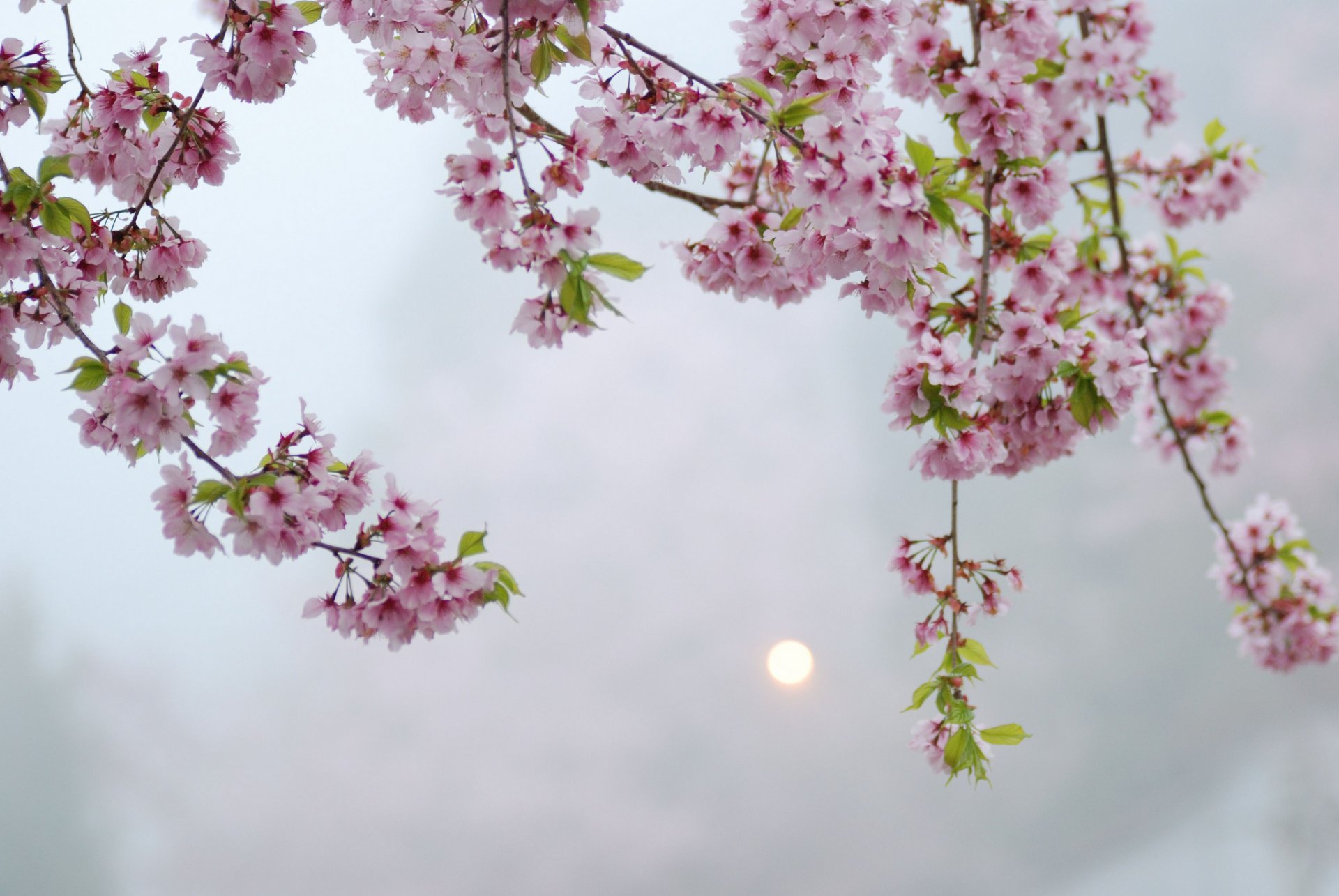 akura tree branches pink flower bloom night sun highlight close up