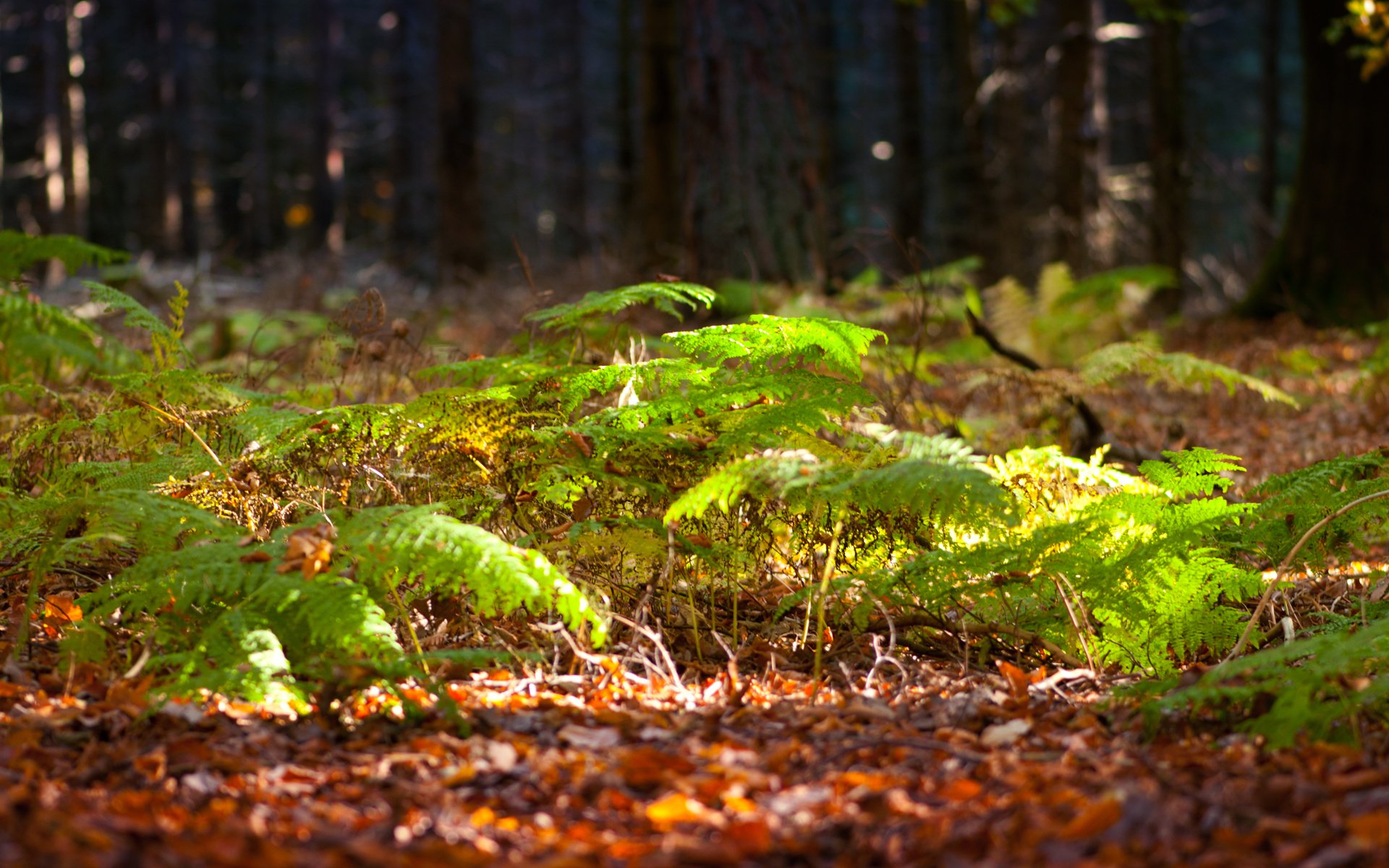 wald farn grüns bäume sonnig licht