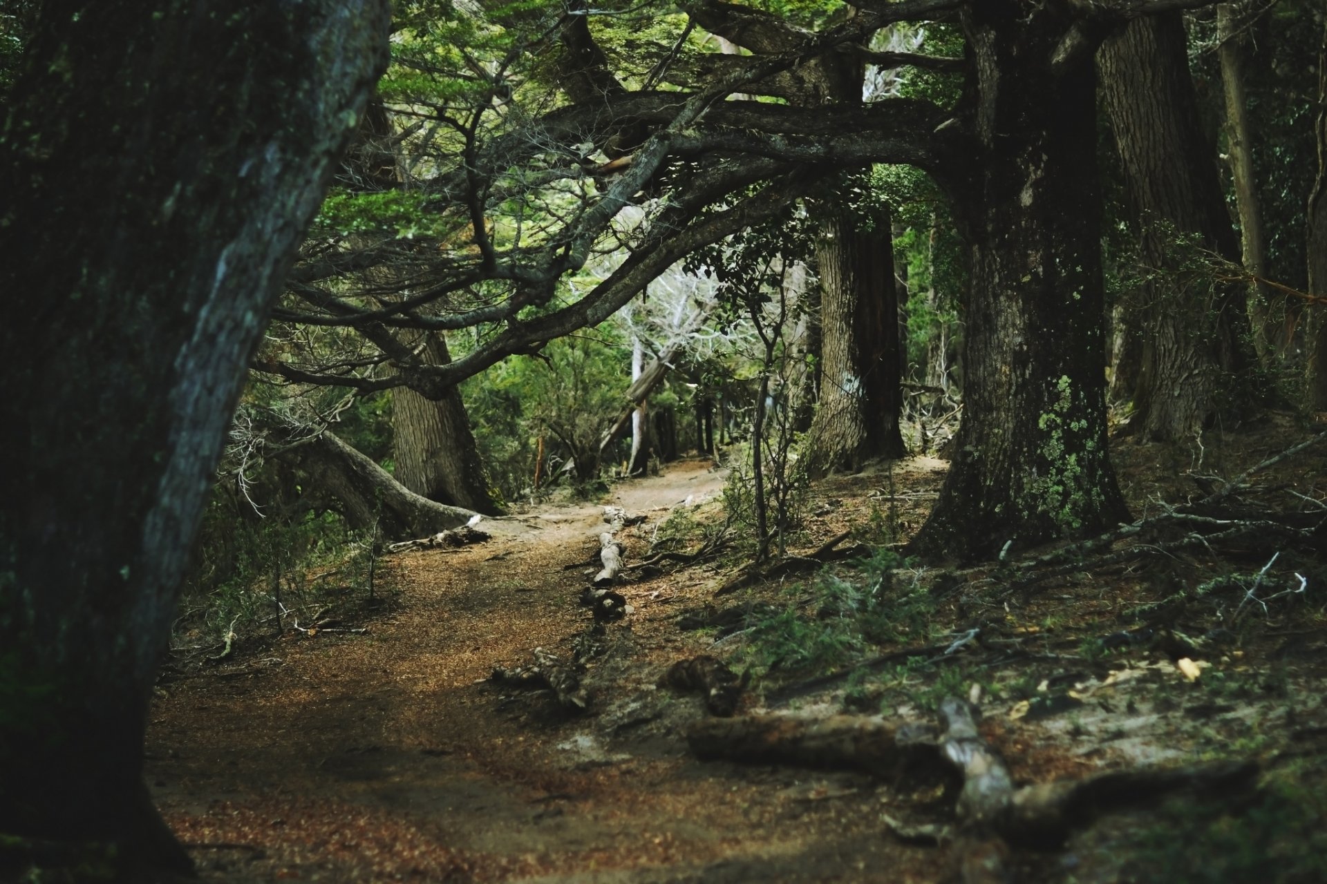 forest tree lichen path summer