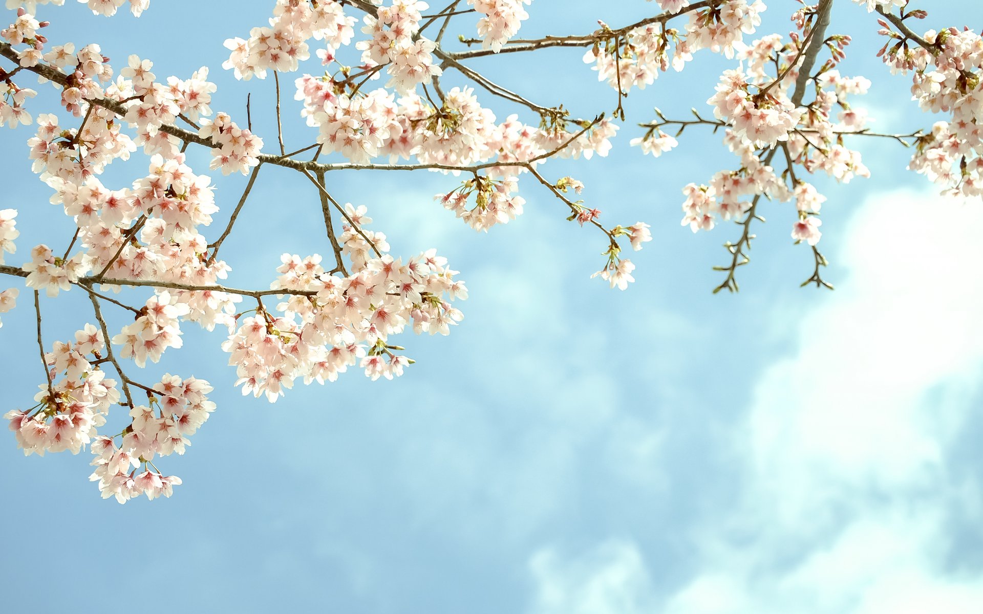 zweige baum blüte blumen fruchtig himmel