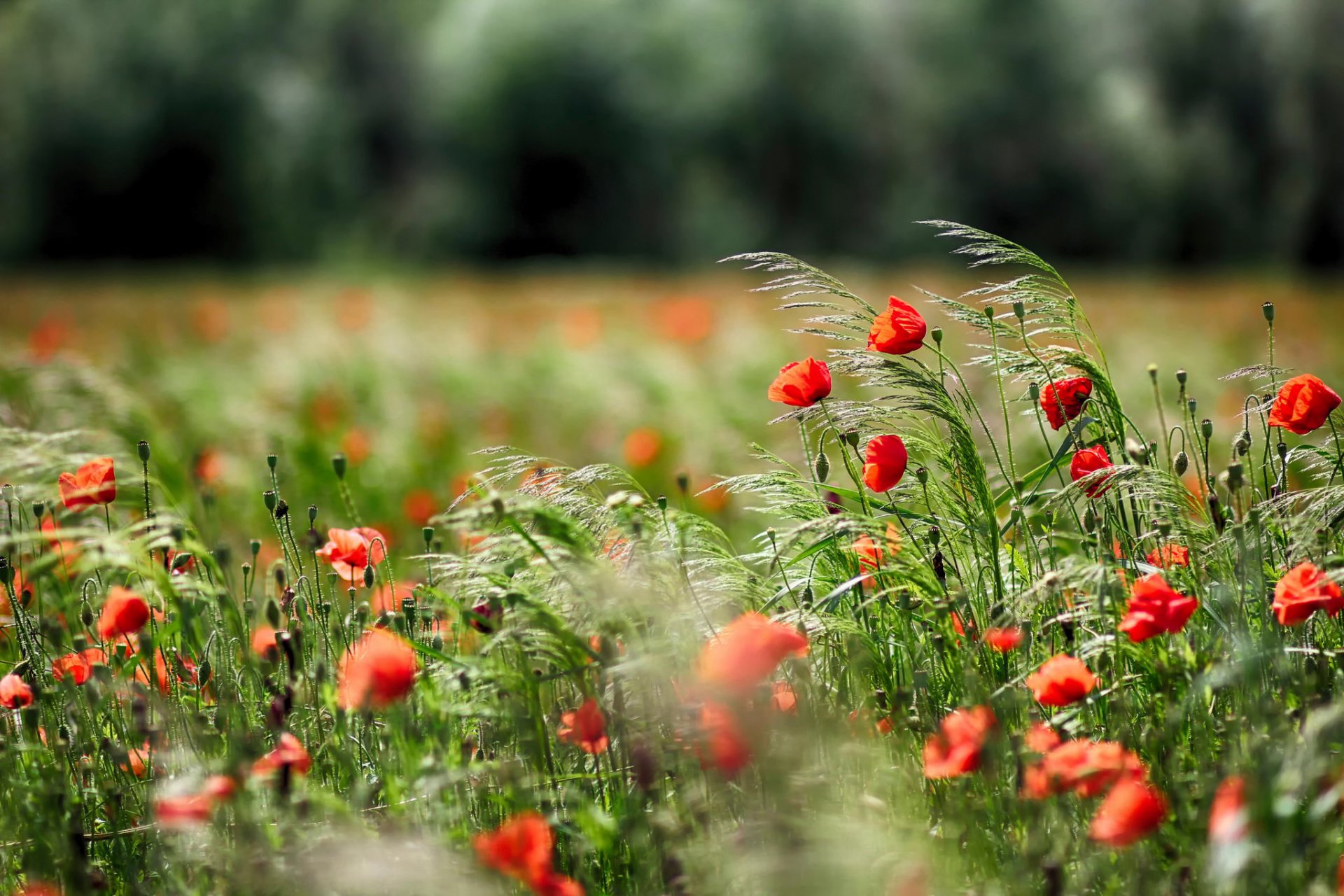 champ coquelicots herbe