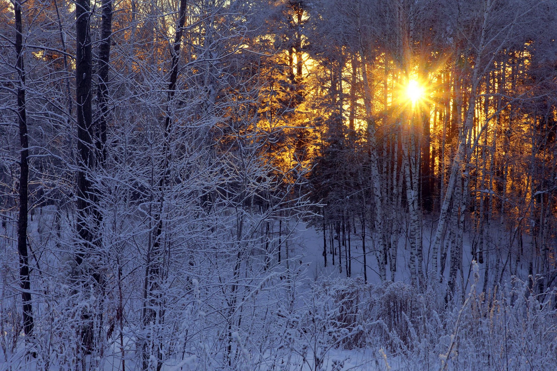 winter sun rays forest birch frost