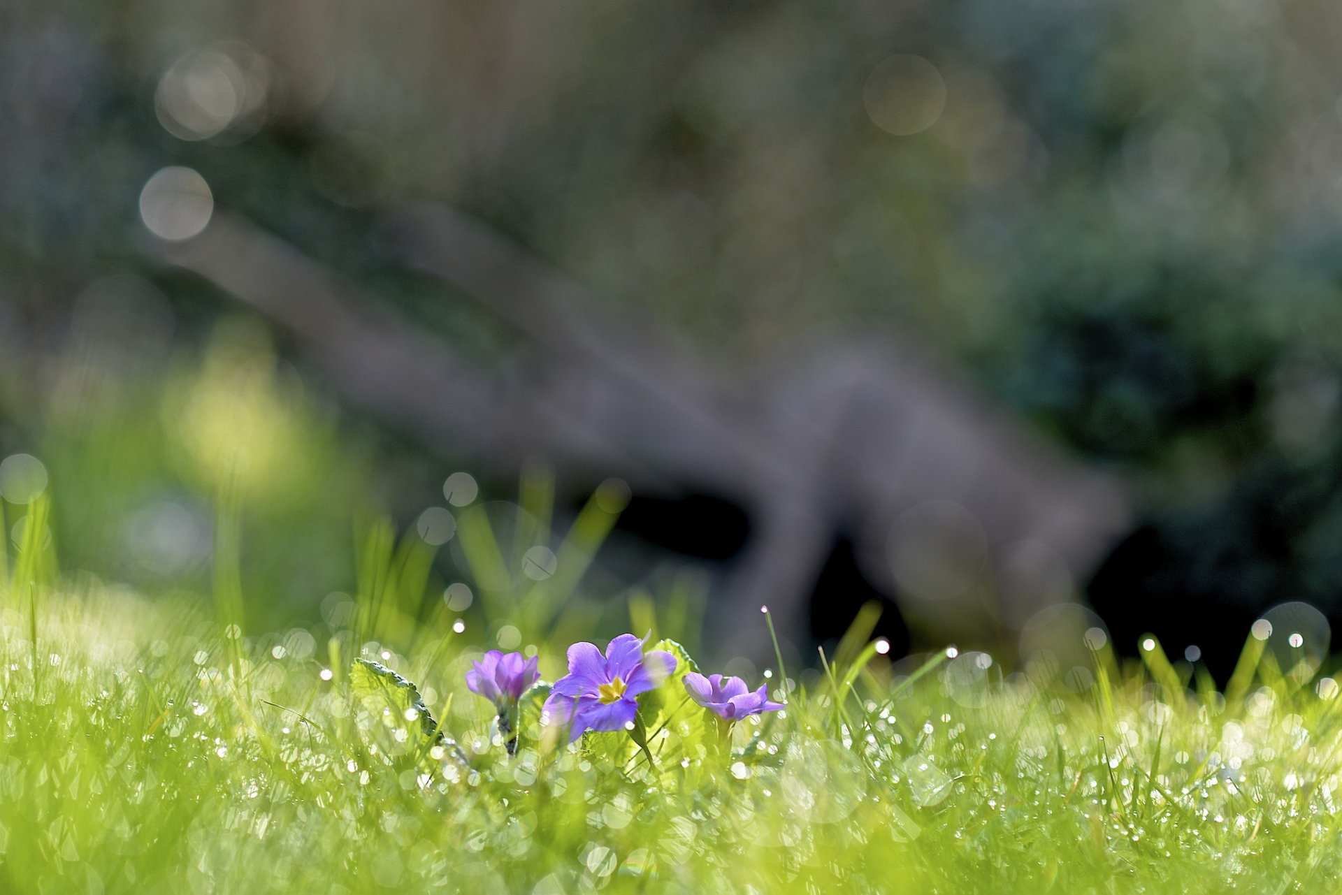 erba fiori lilla rugiada gocce luci primavera