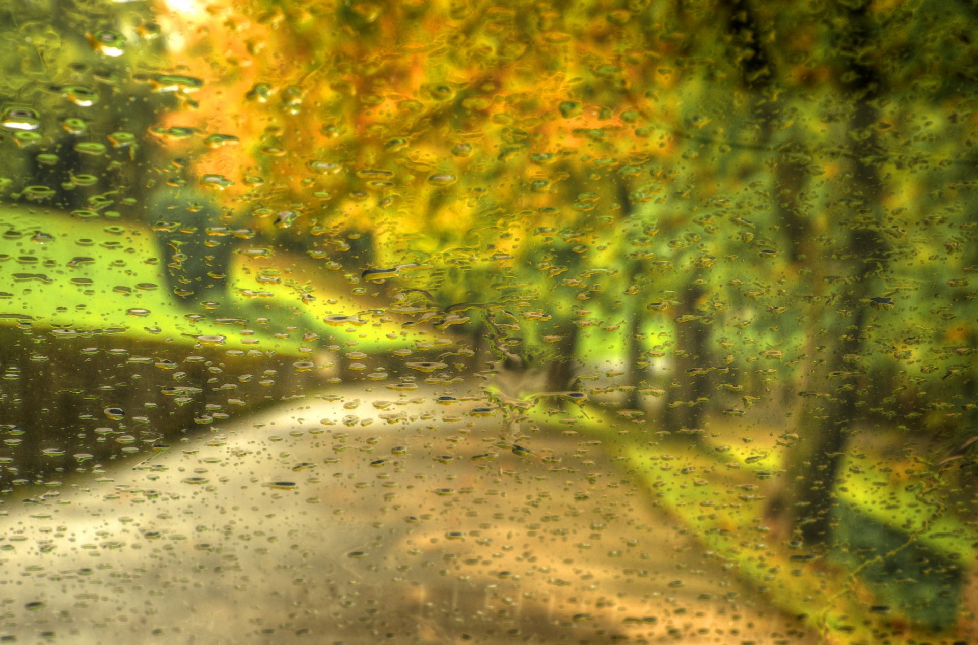 leaves trees drops rain forest park autumn walk nature road