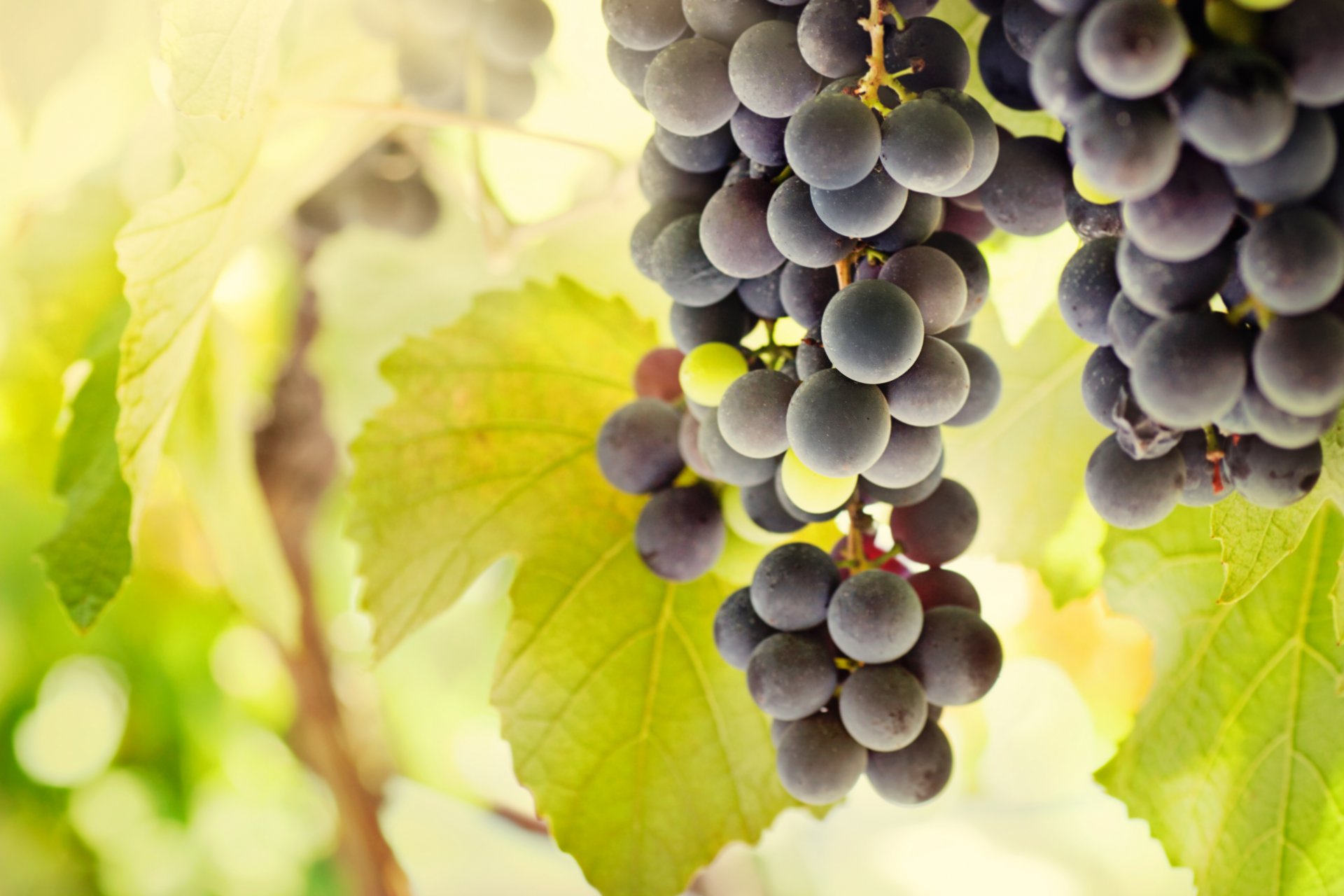 raisins grappes baies feuilles soleil lumière