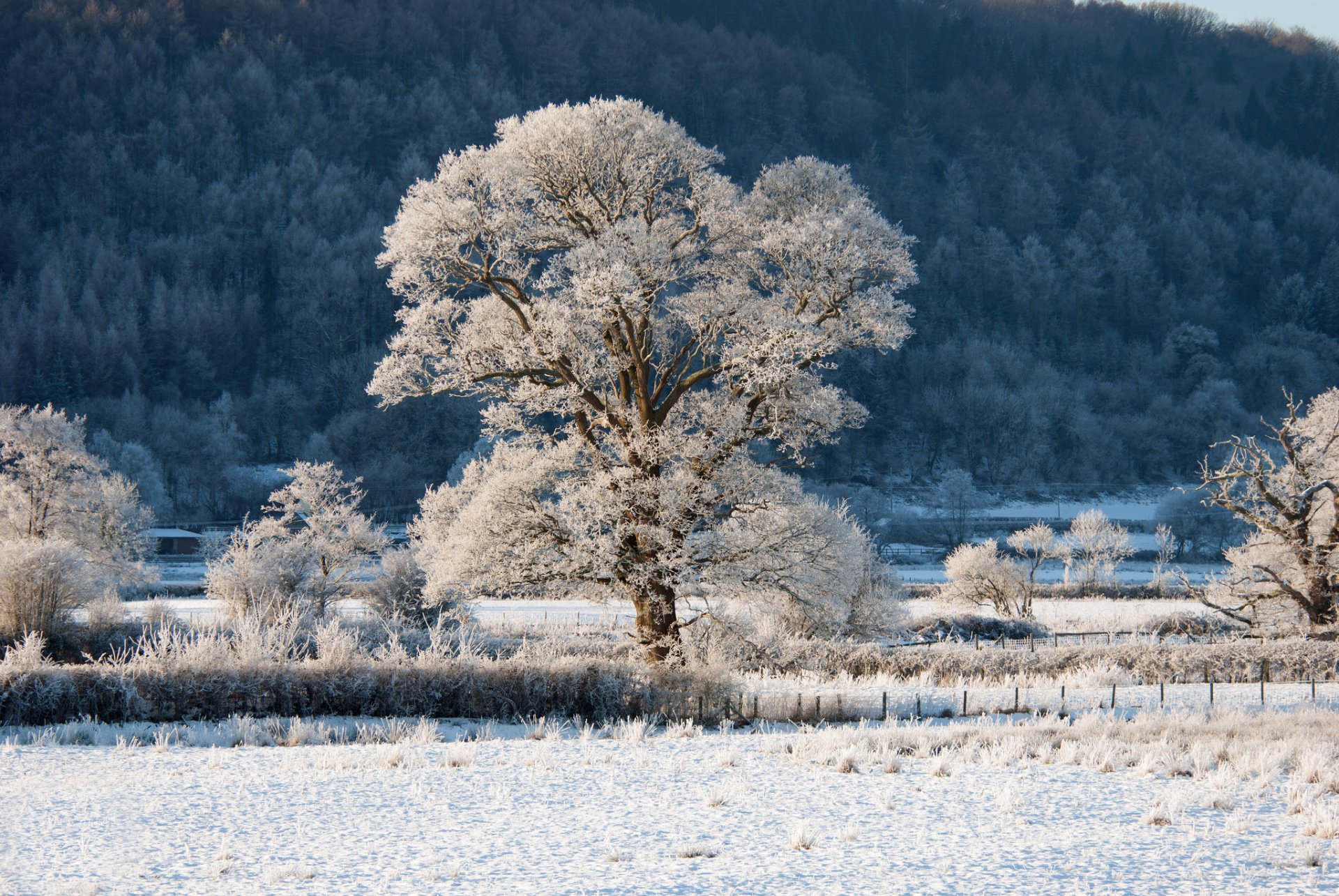 colina pendiente bosque árboles árbol cerca arbusto escarcha nieve invierno