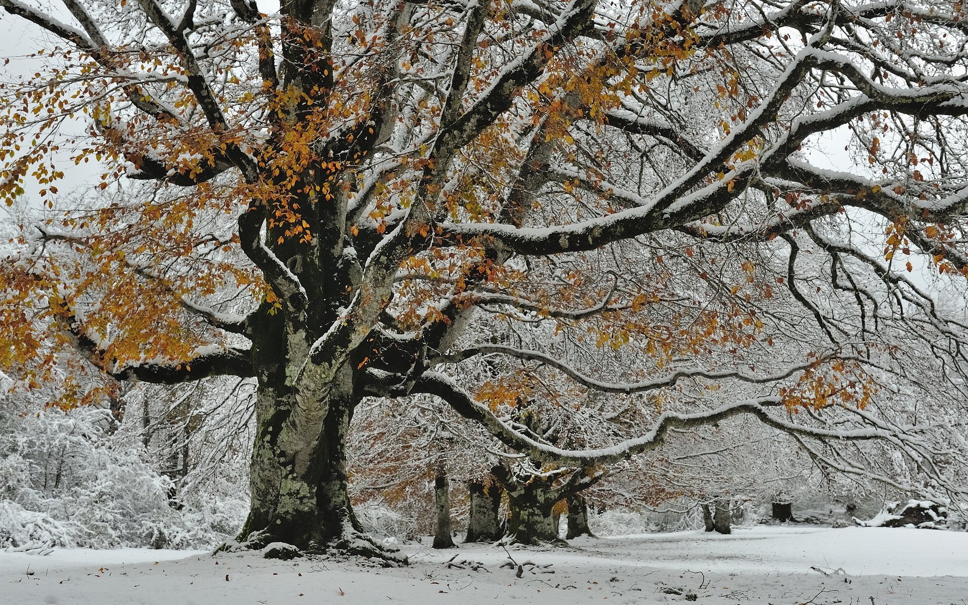 baum schnee herbst natur