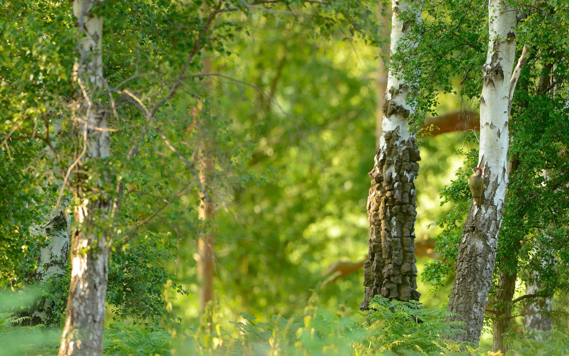 été nature