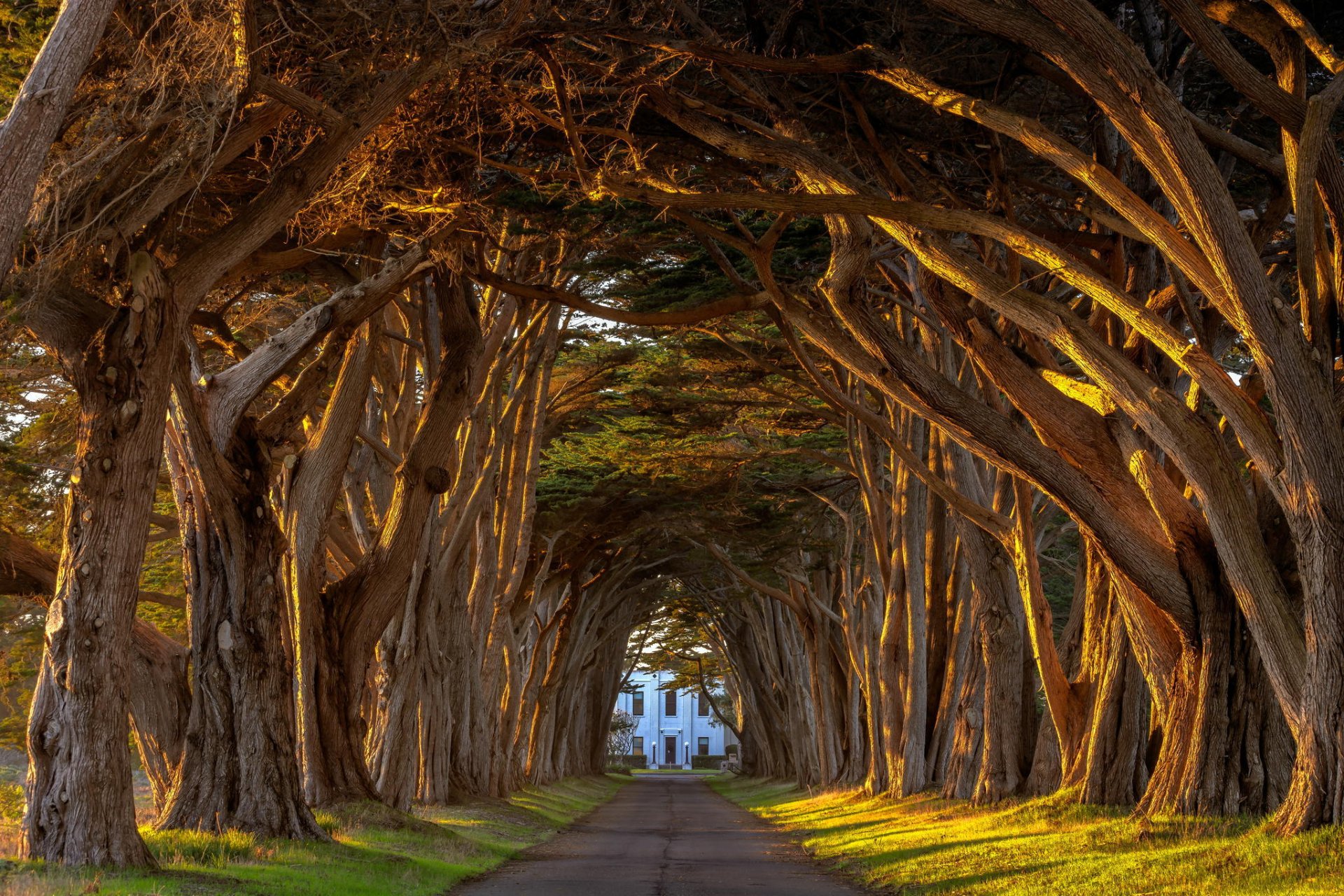 california cypress light marconi point reyes station sunset tree trees tunnel alley lerevya manor summer