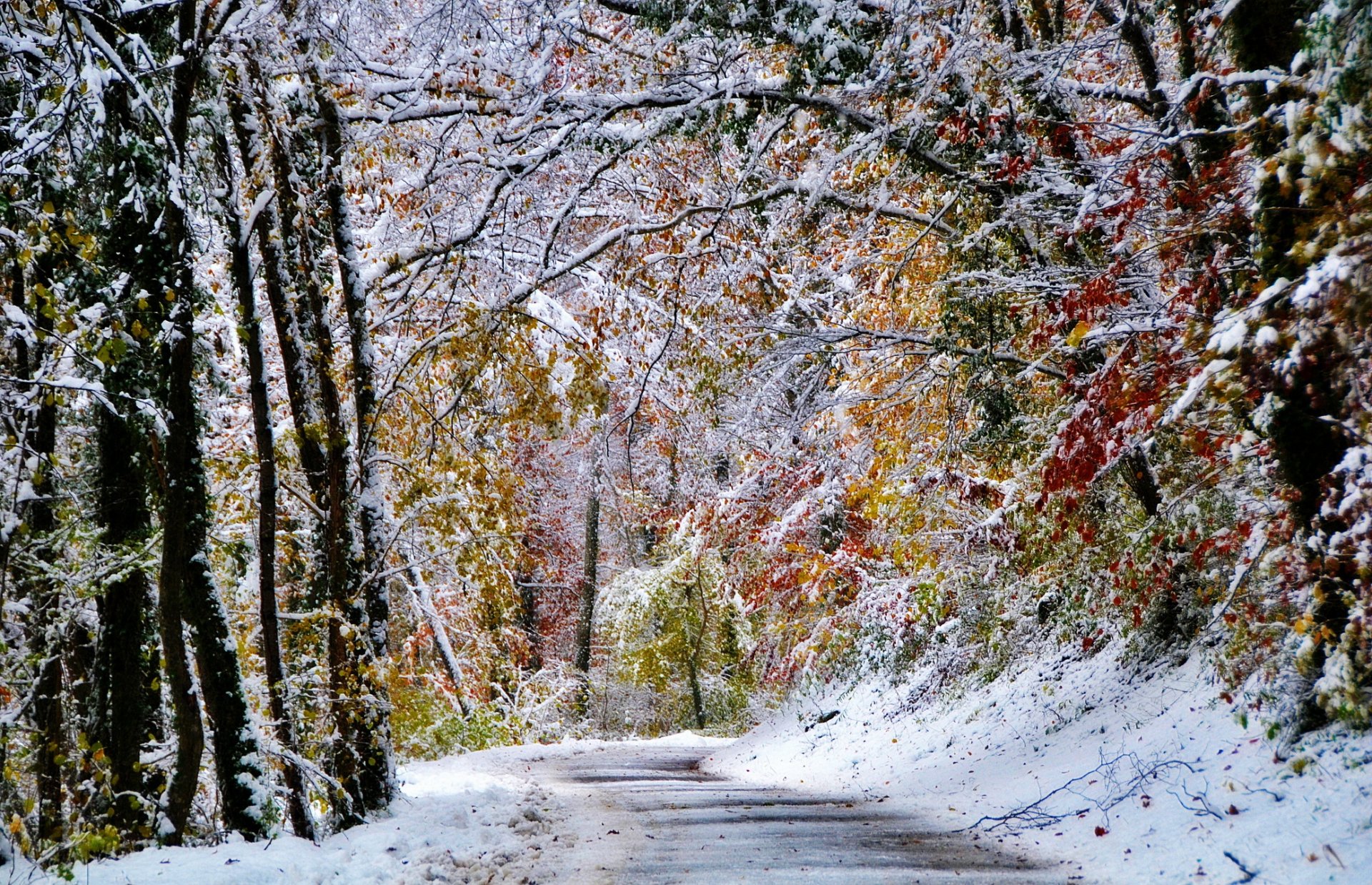 neige hiver forêt arbres route