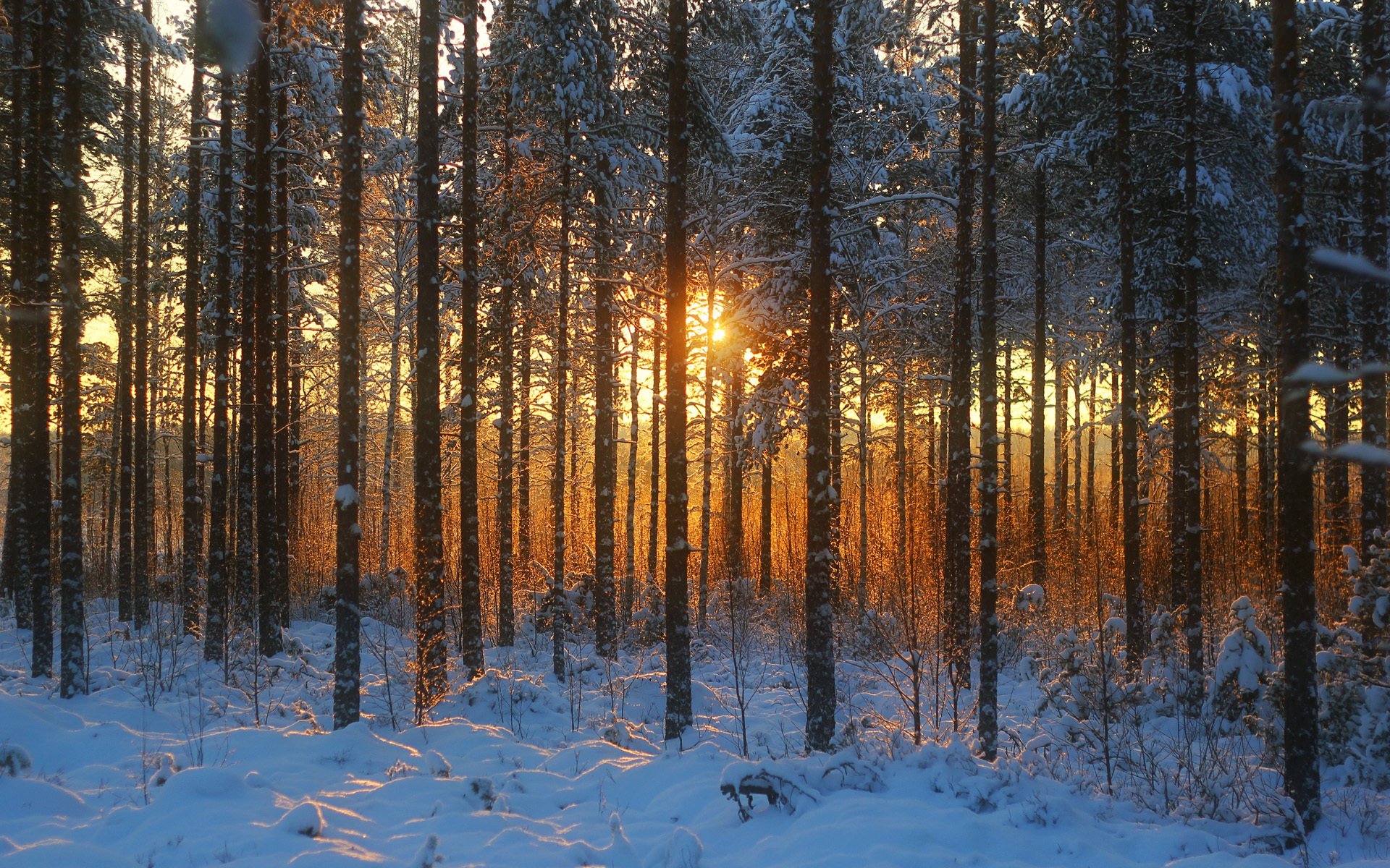 wald sonnenuntergang schnee winter bäume gras trocken