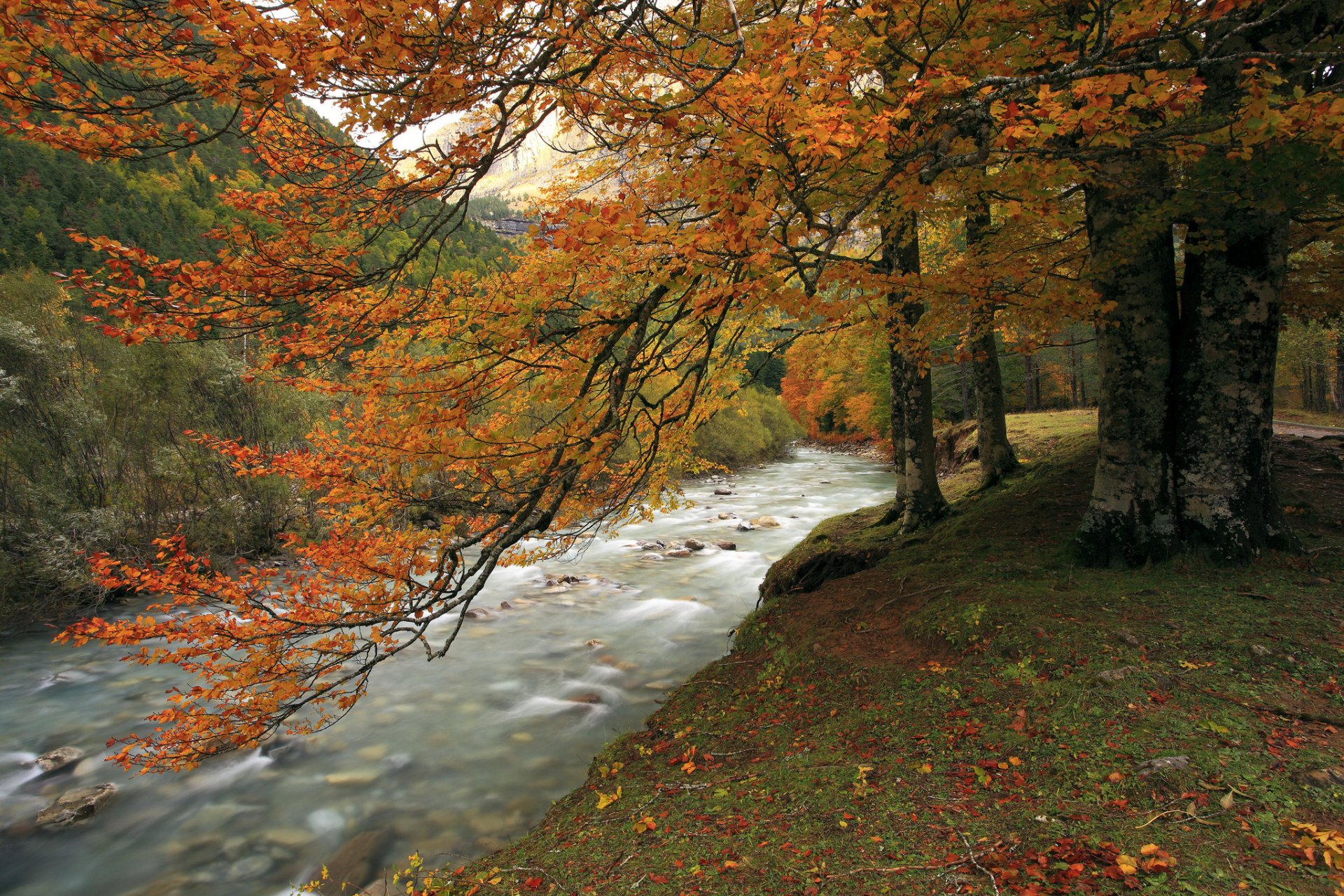 montagne foresta fiume autunno