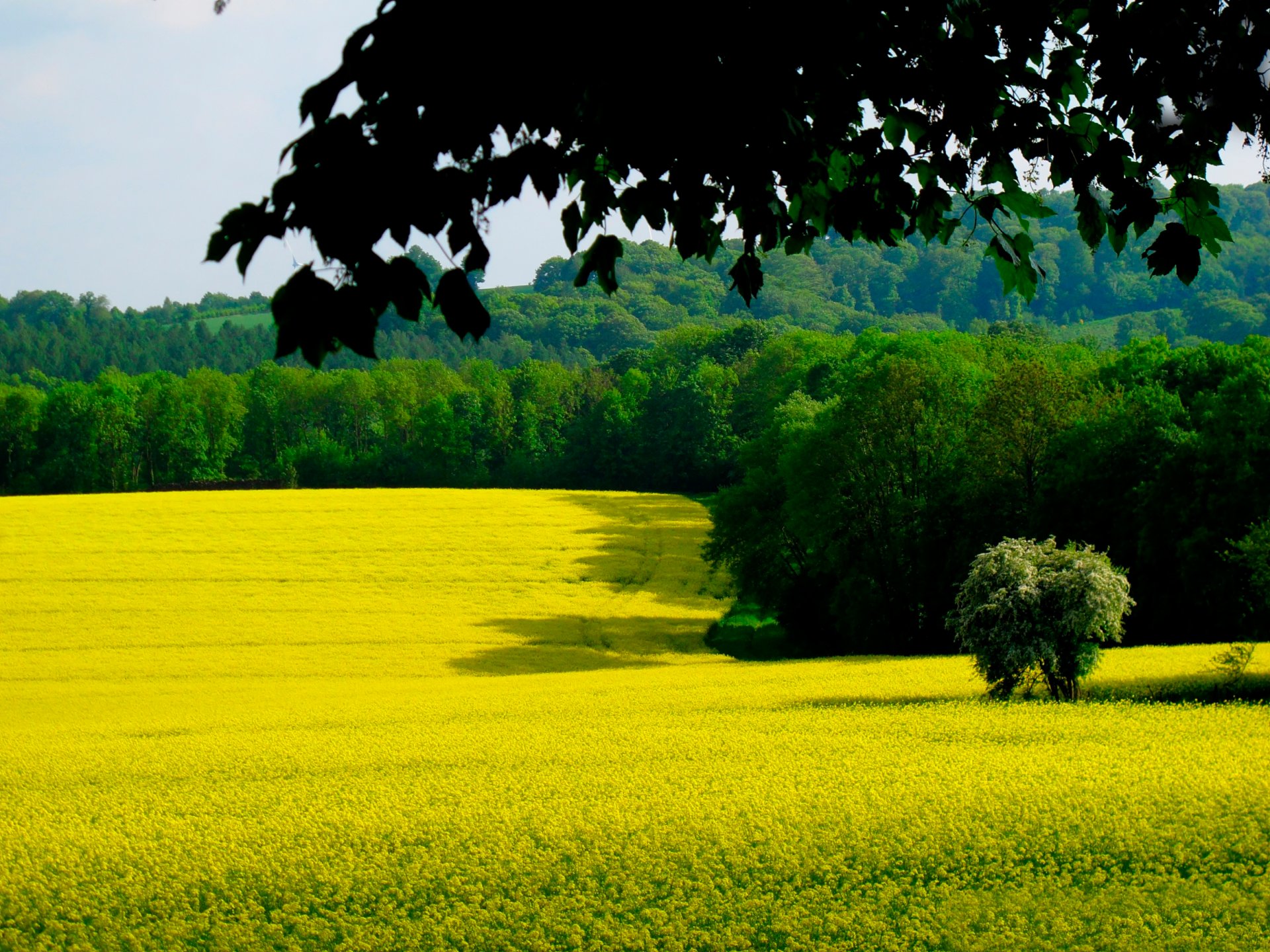 campo foresta ramo foglie