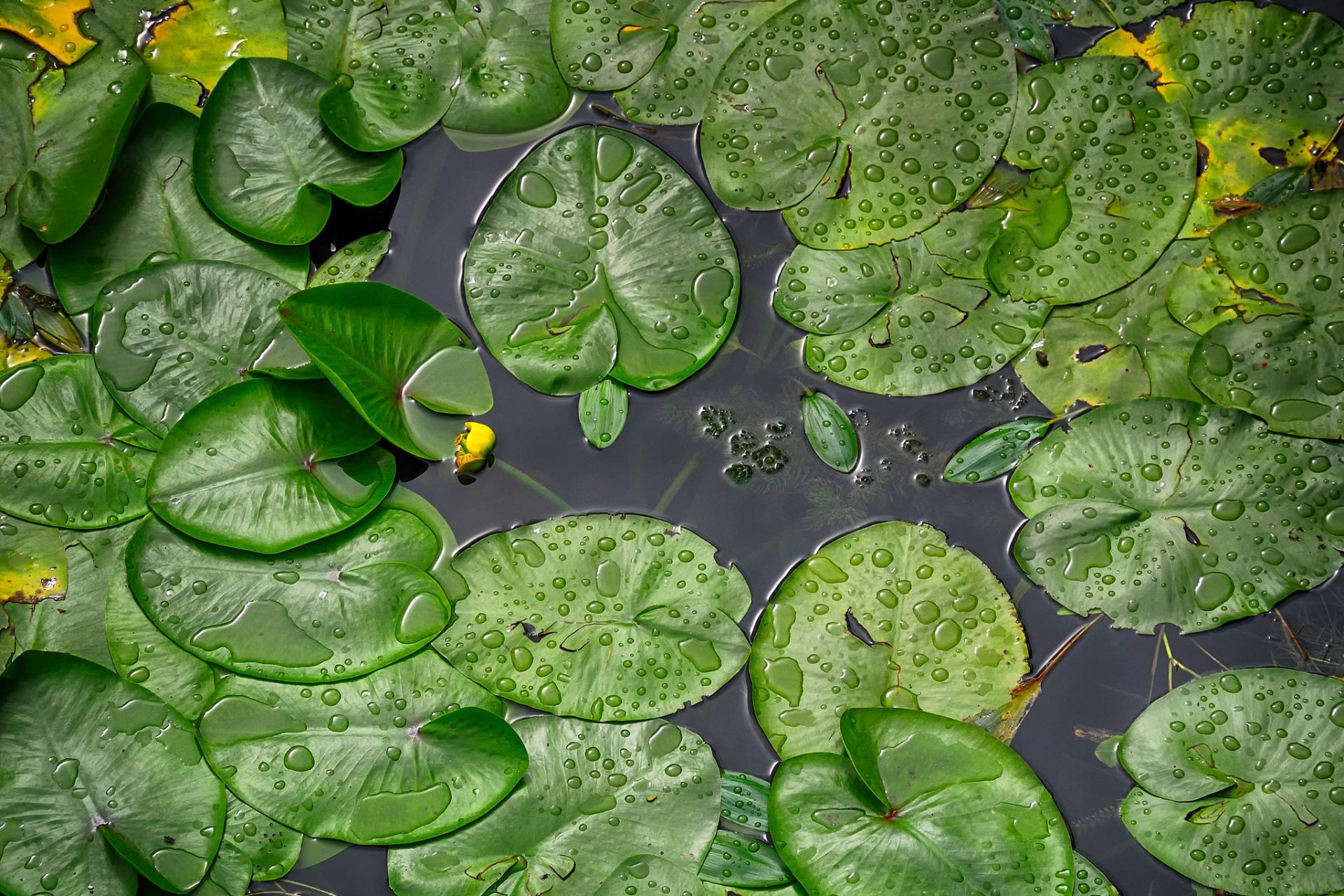 rainy day water lilies river korana croatia