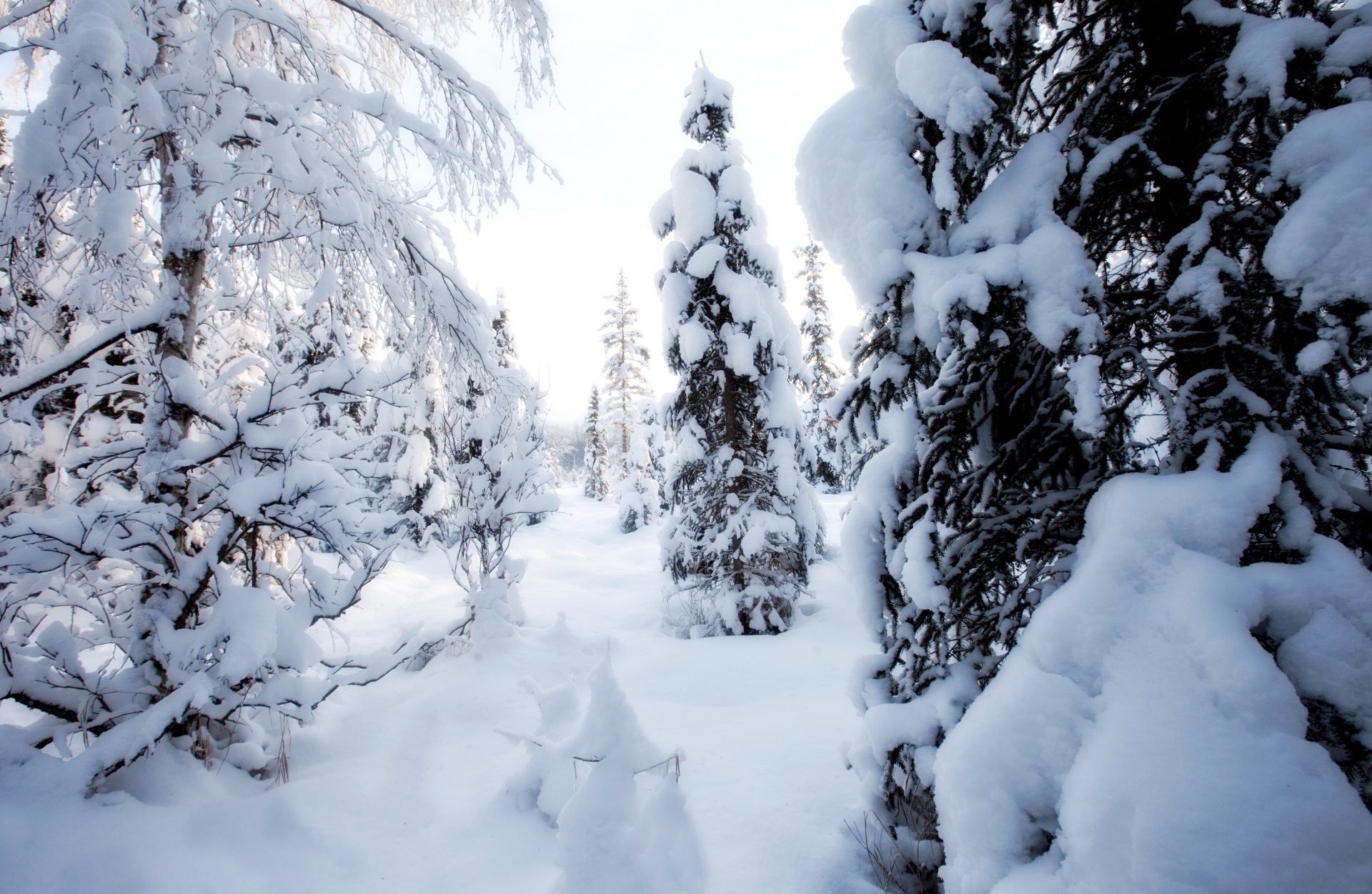 hiver jour arbres neige