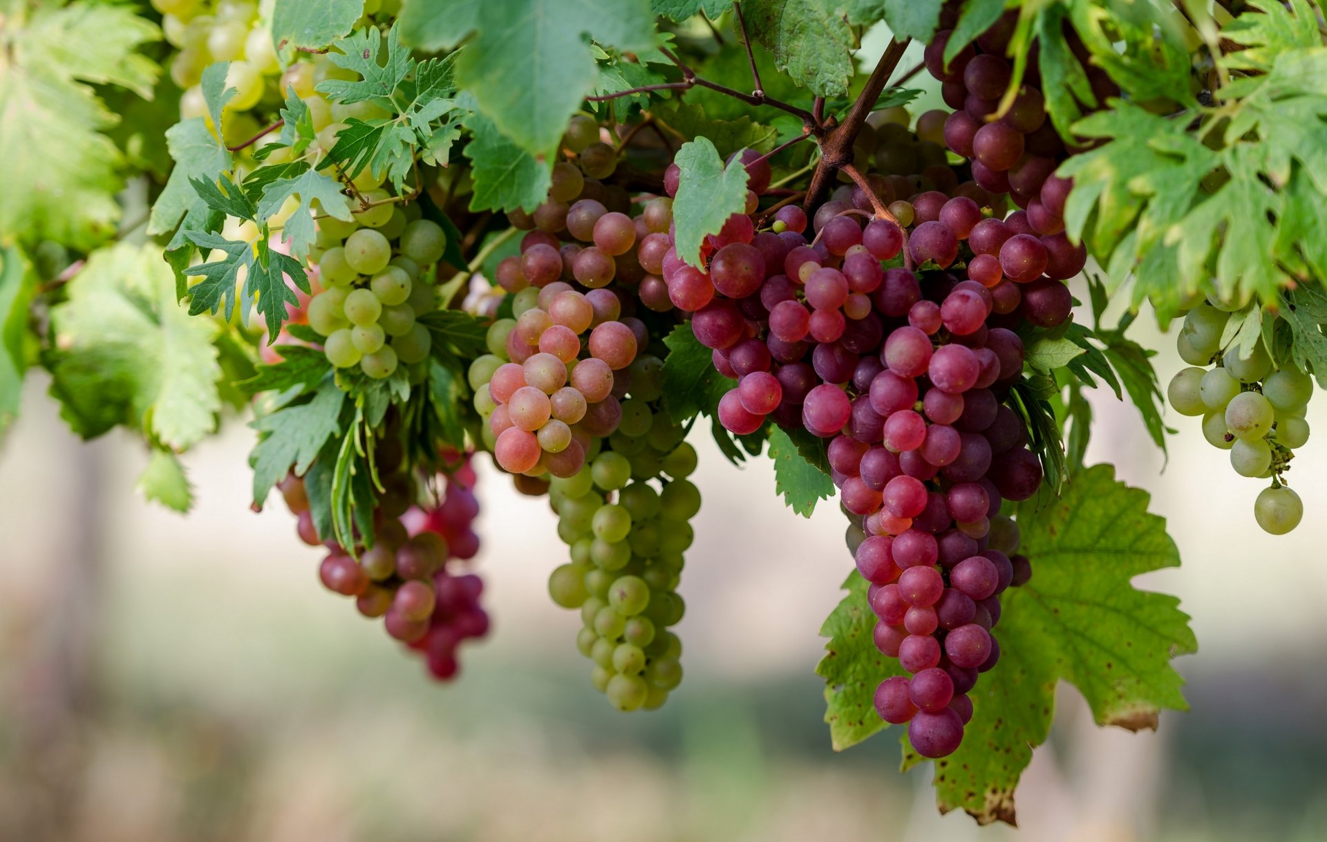 trauben trauben makro beeren