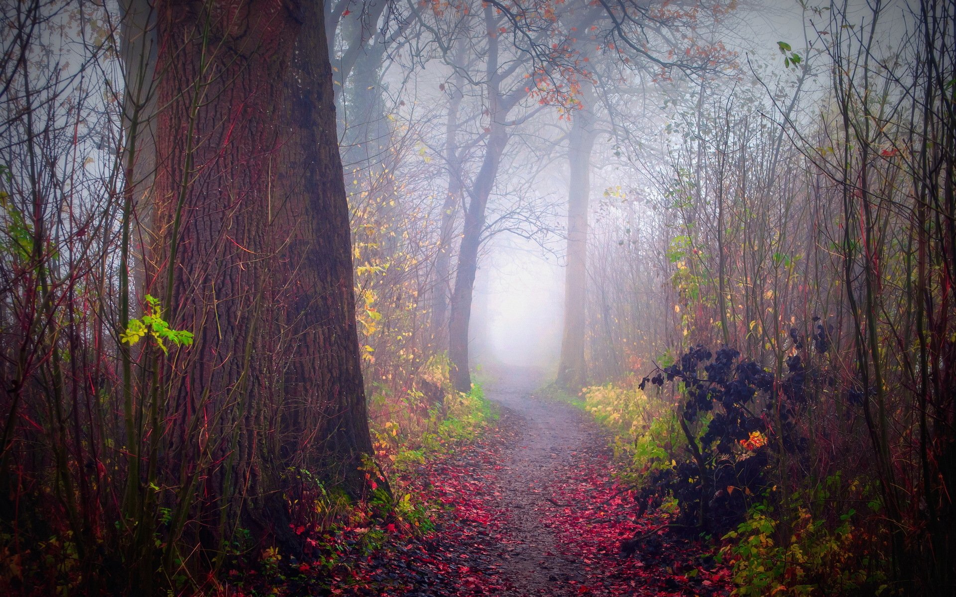 foresta nebbia autunno natura