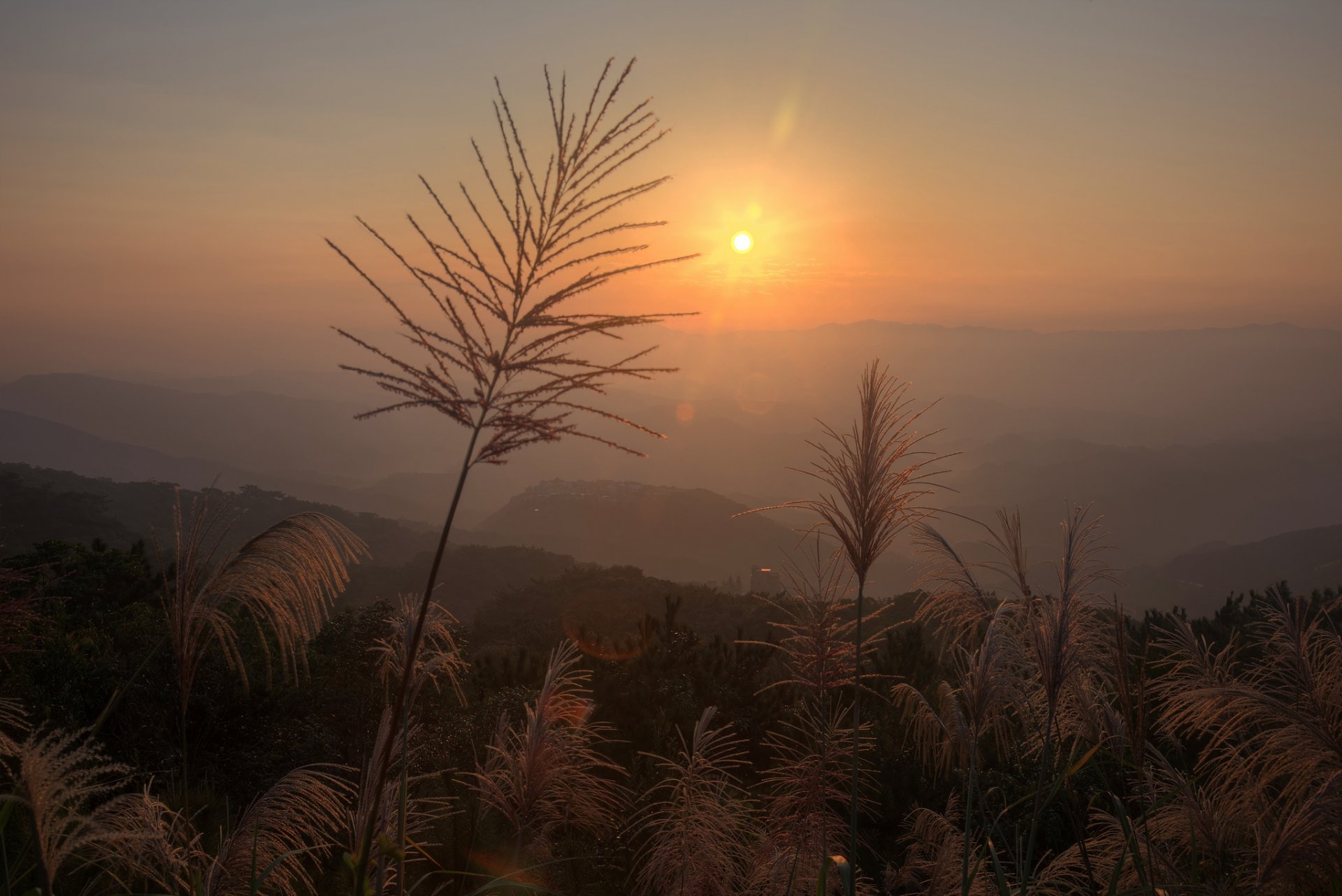 pflanzen gras rispen sonne blendung dämmerung