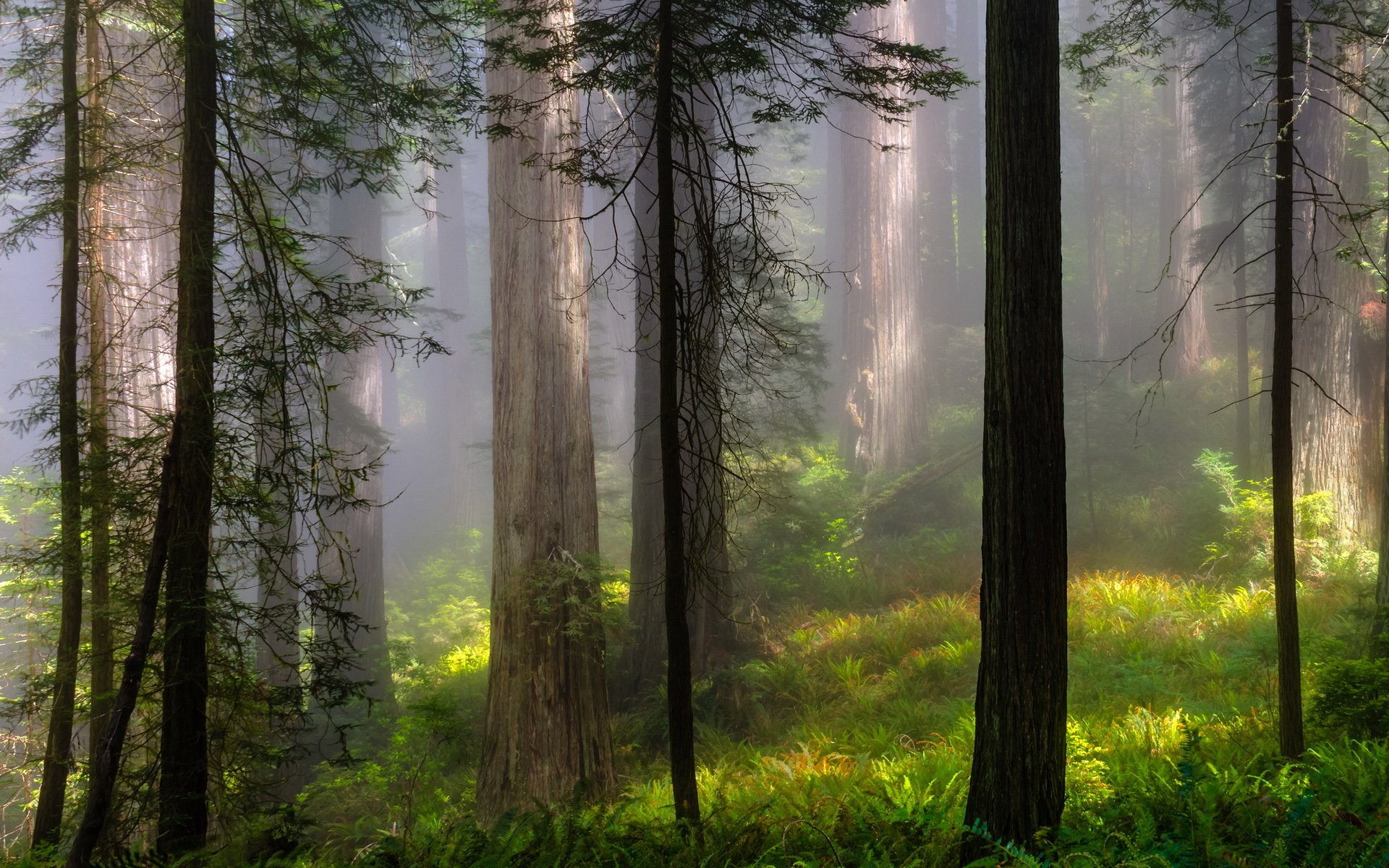 foresta natura estate nebbia paesaggio alberi