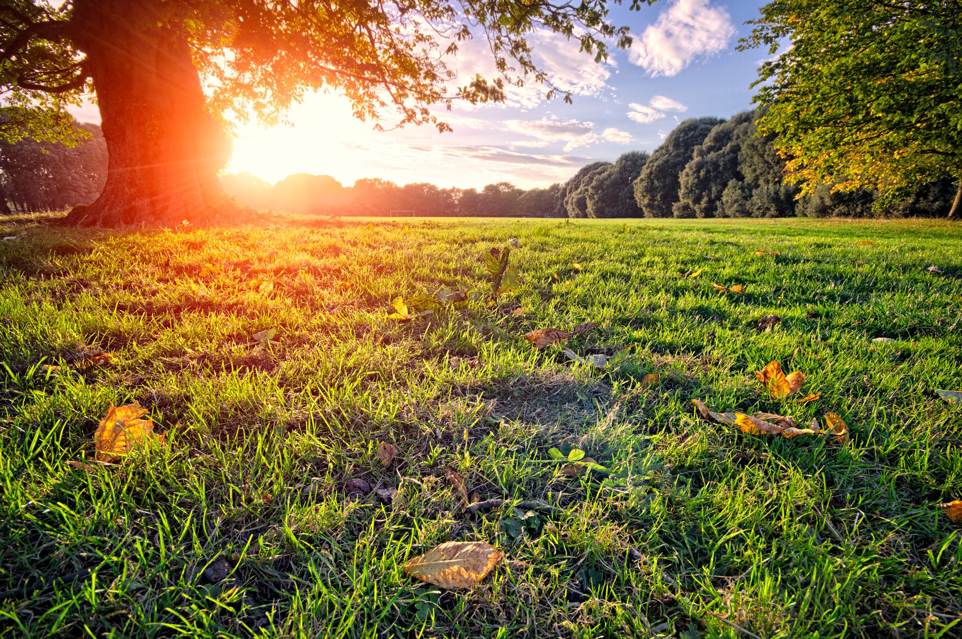 parco radura albero sole raggi estate