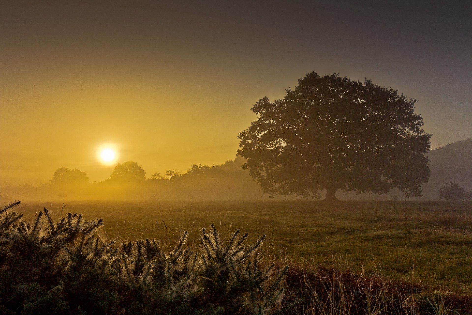 the field tree fog morning dawn summer